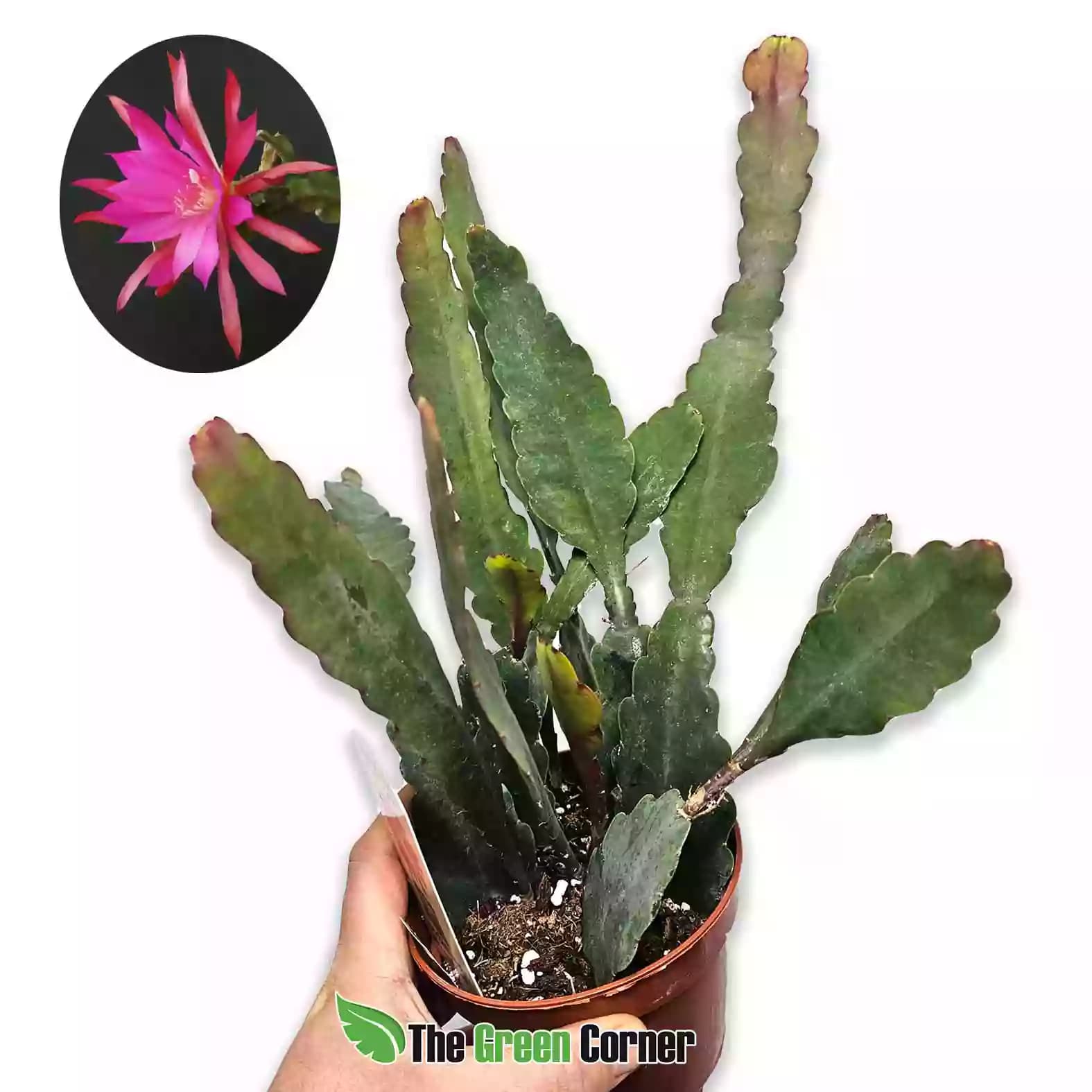 Epiphyllum Sarah Courant