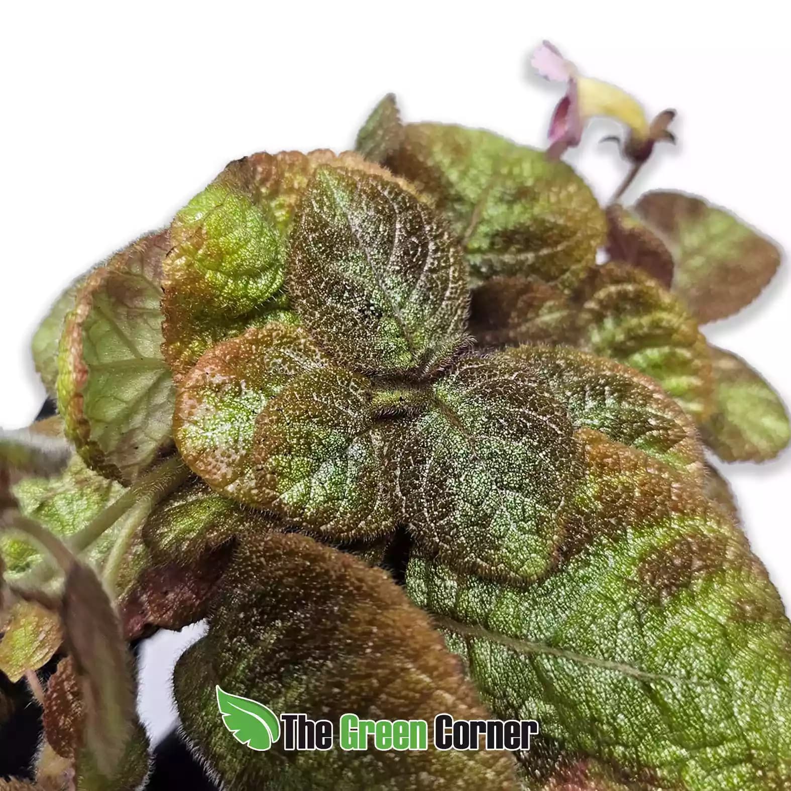 Episcia cupreata ‘Pink Panther’