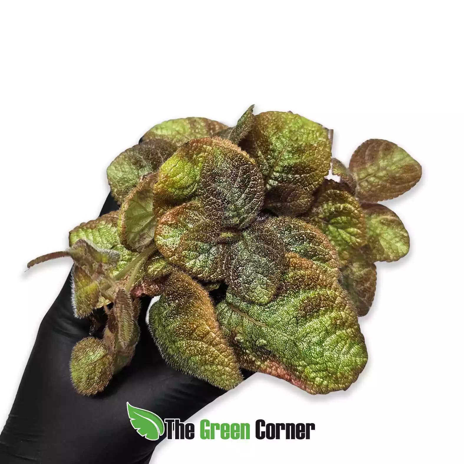 Episcia cupreata ‘Pink Panther’