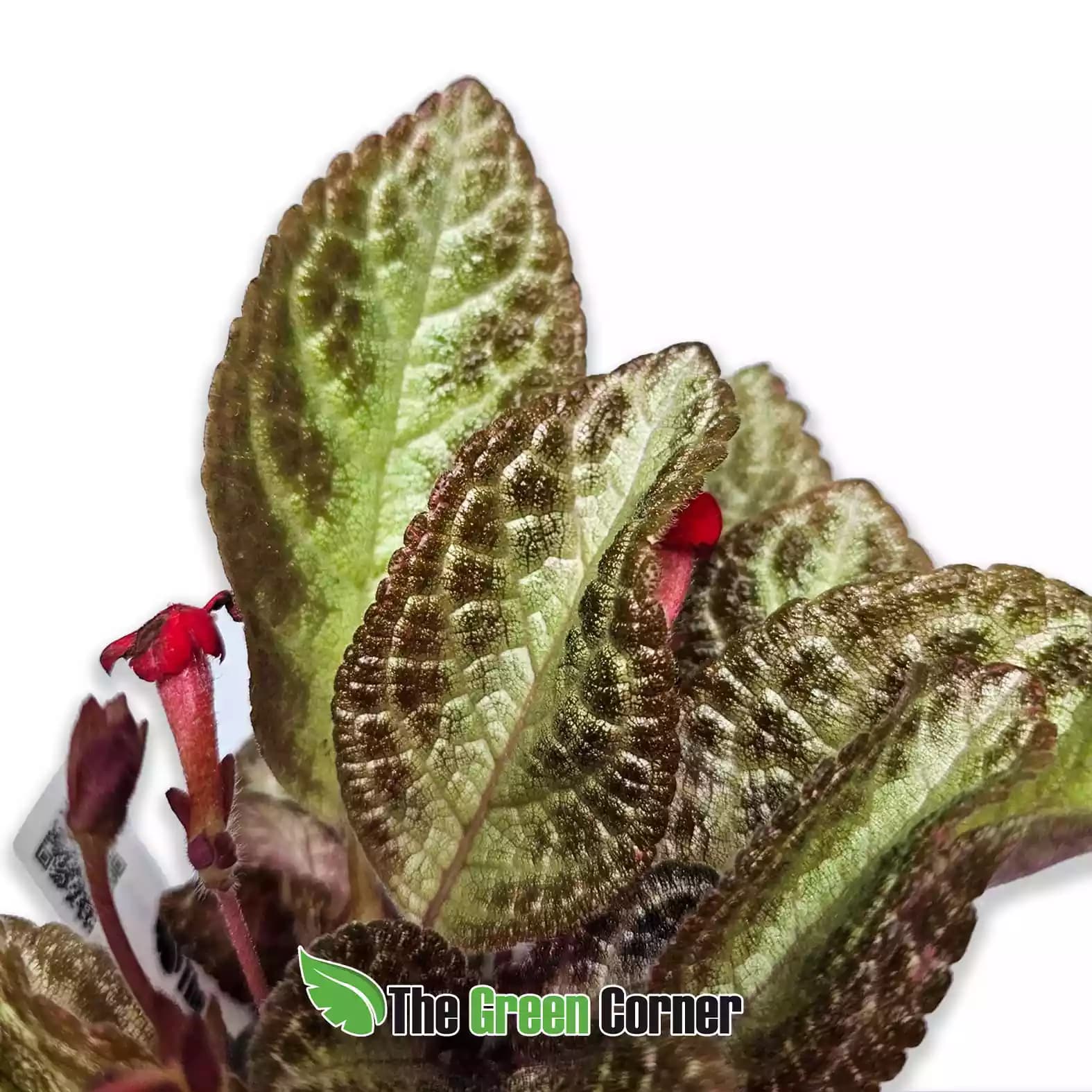 Episcia reptans