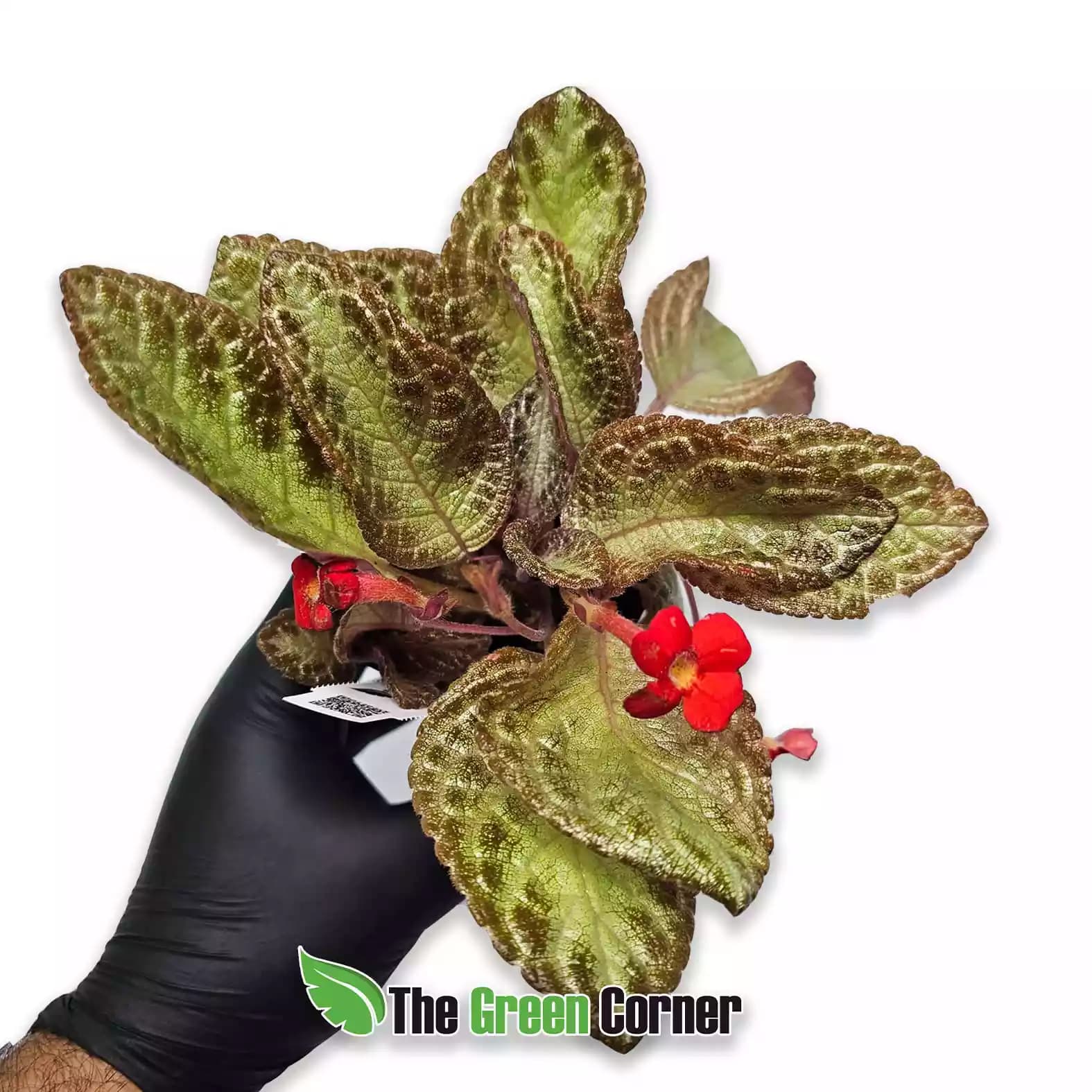 Episcia reptans