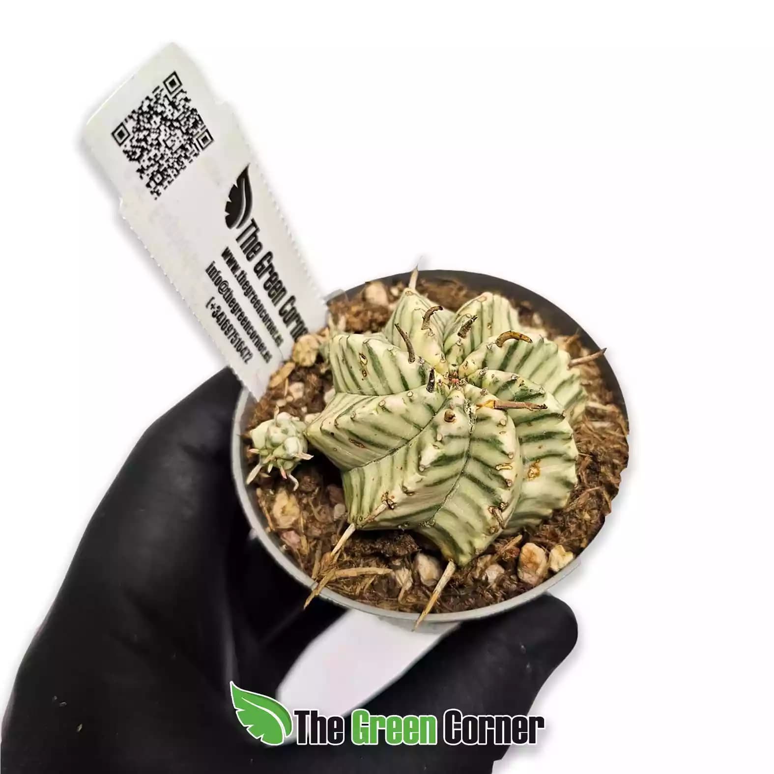 Euphorbia meloformis