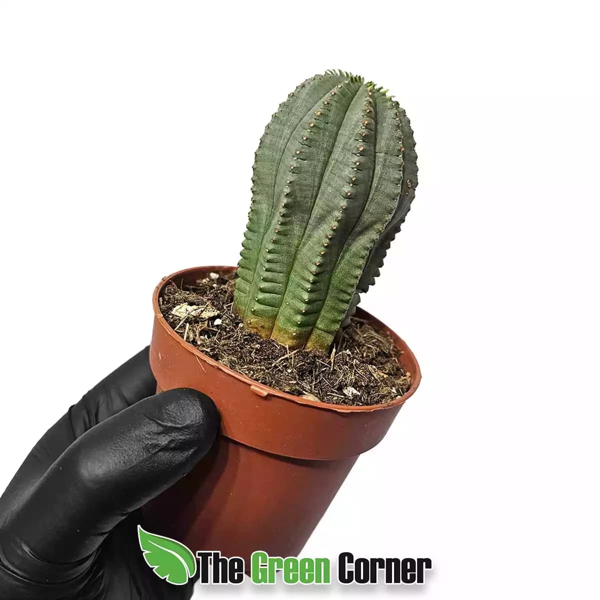 euphorbia-obesa