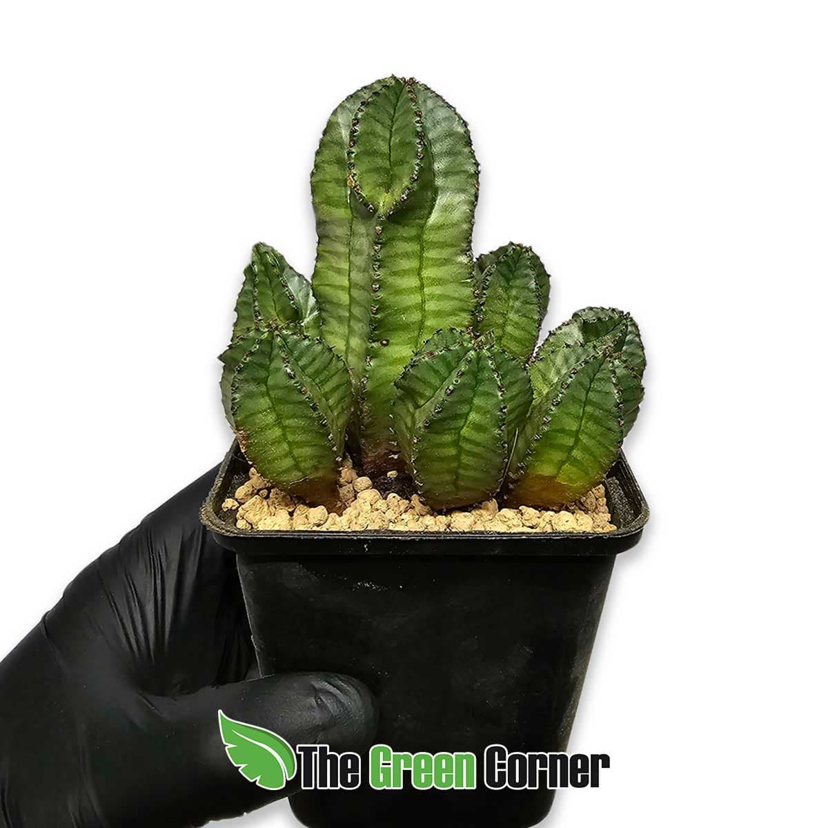 euphorbia-polygona