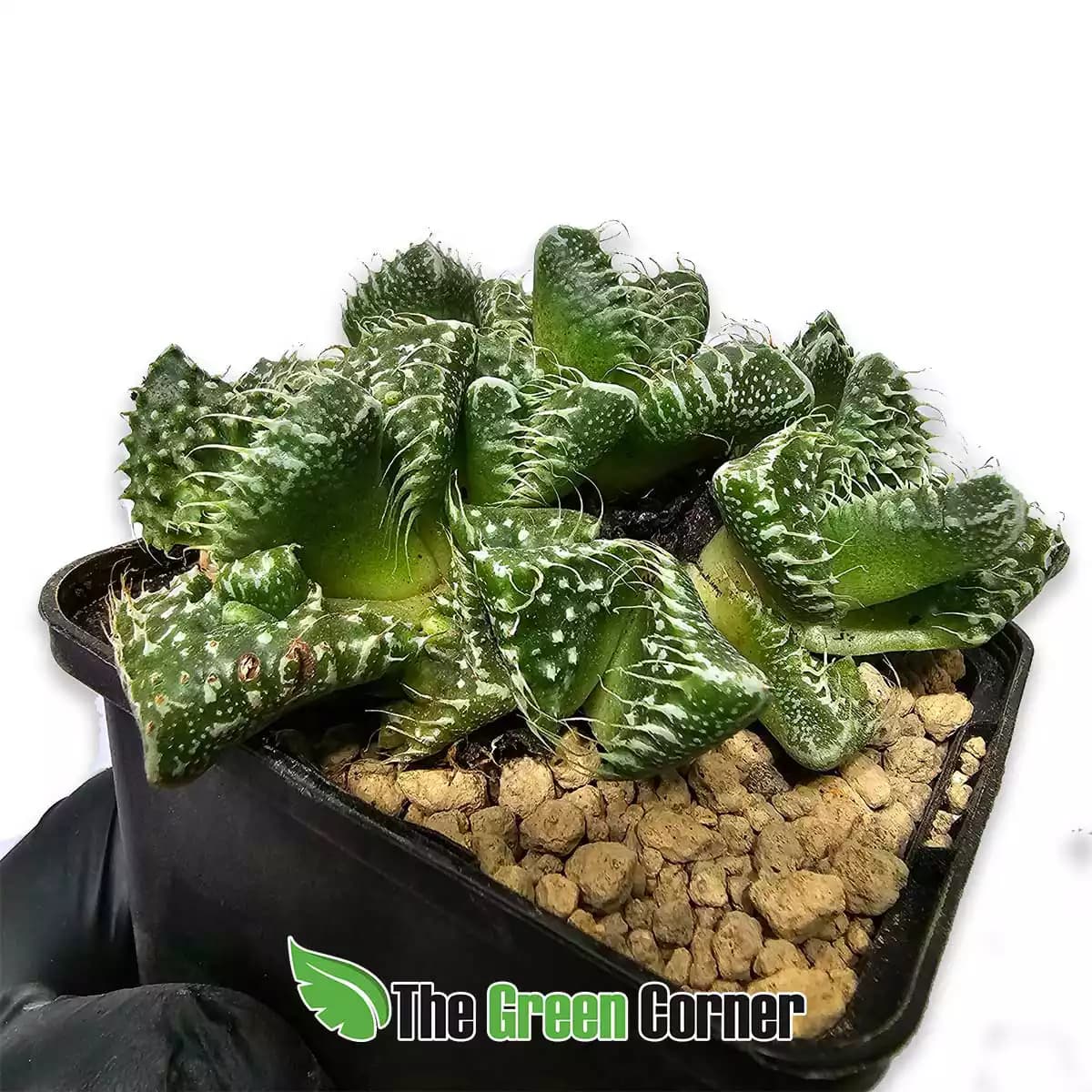 faucaria-tigrina-detalle