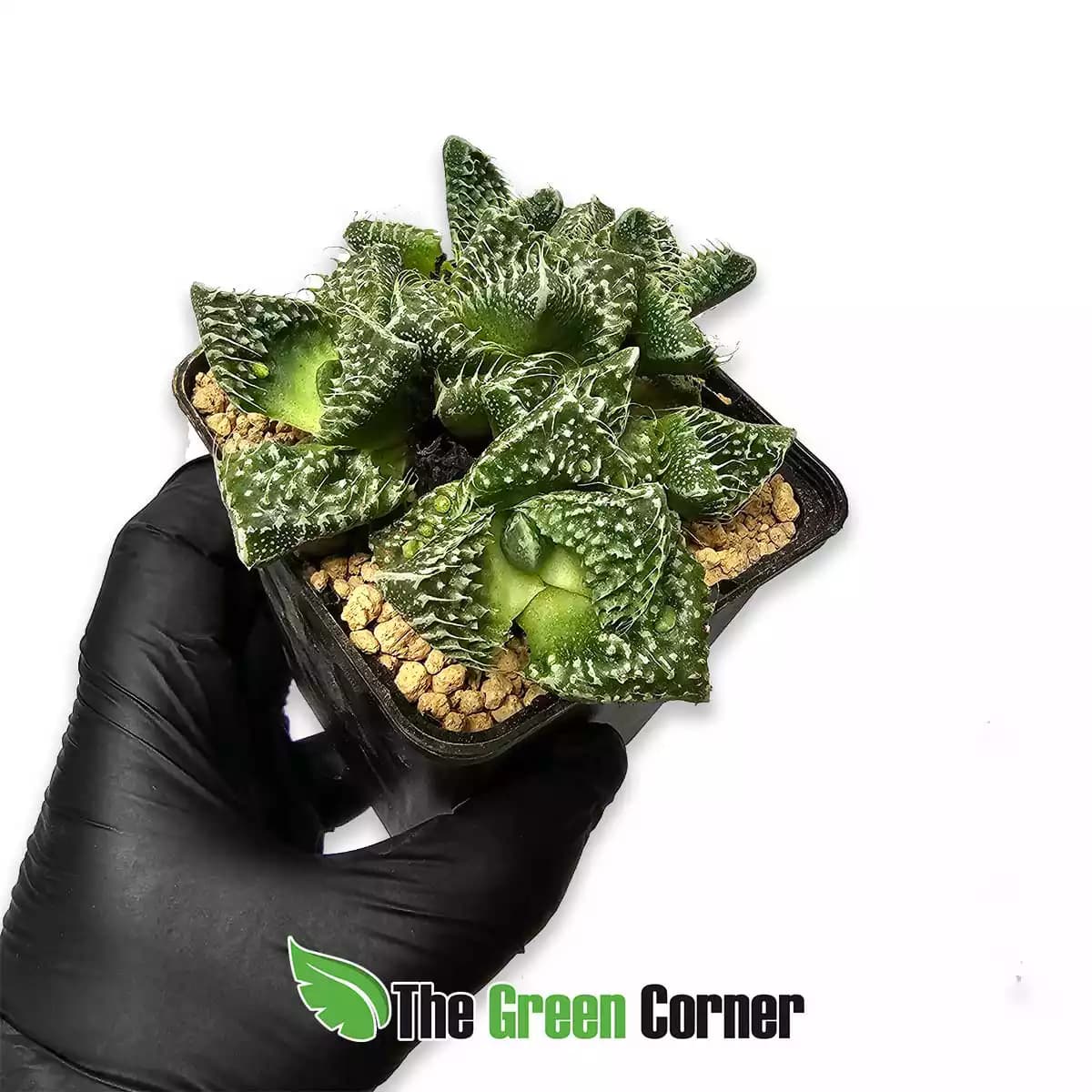faucaria-tigrina