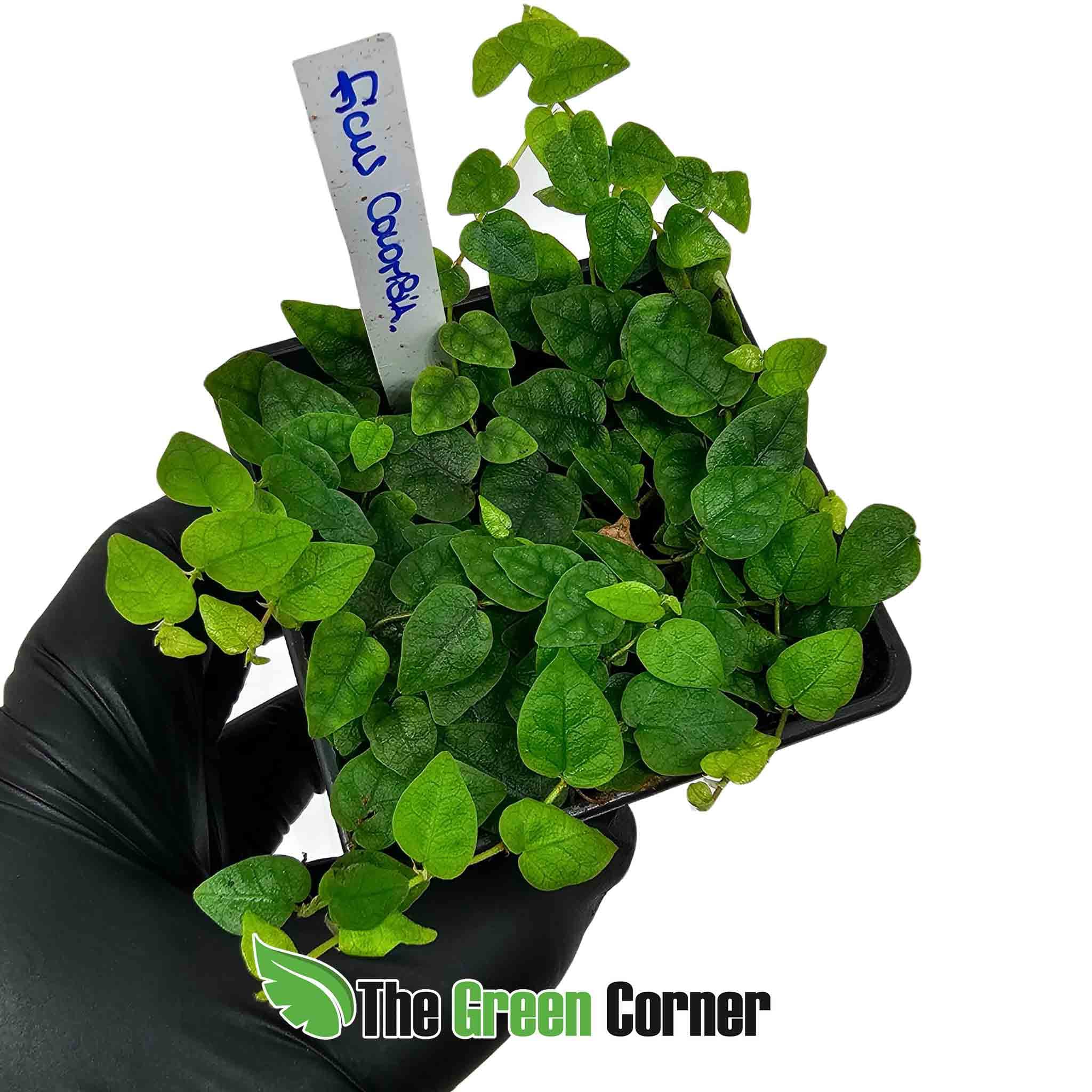 ficus-colombia