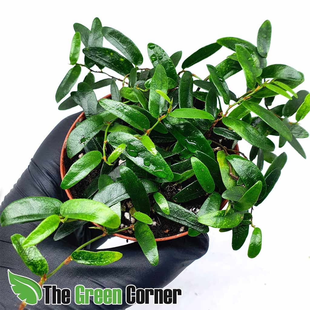 Ficus punctata: Preciosa planta de caracter trepador y tapizante