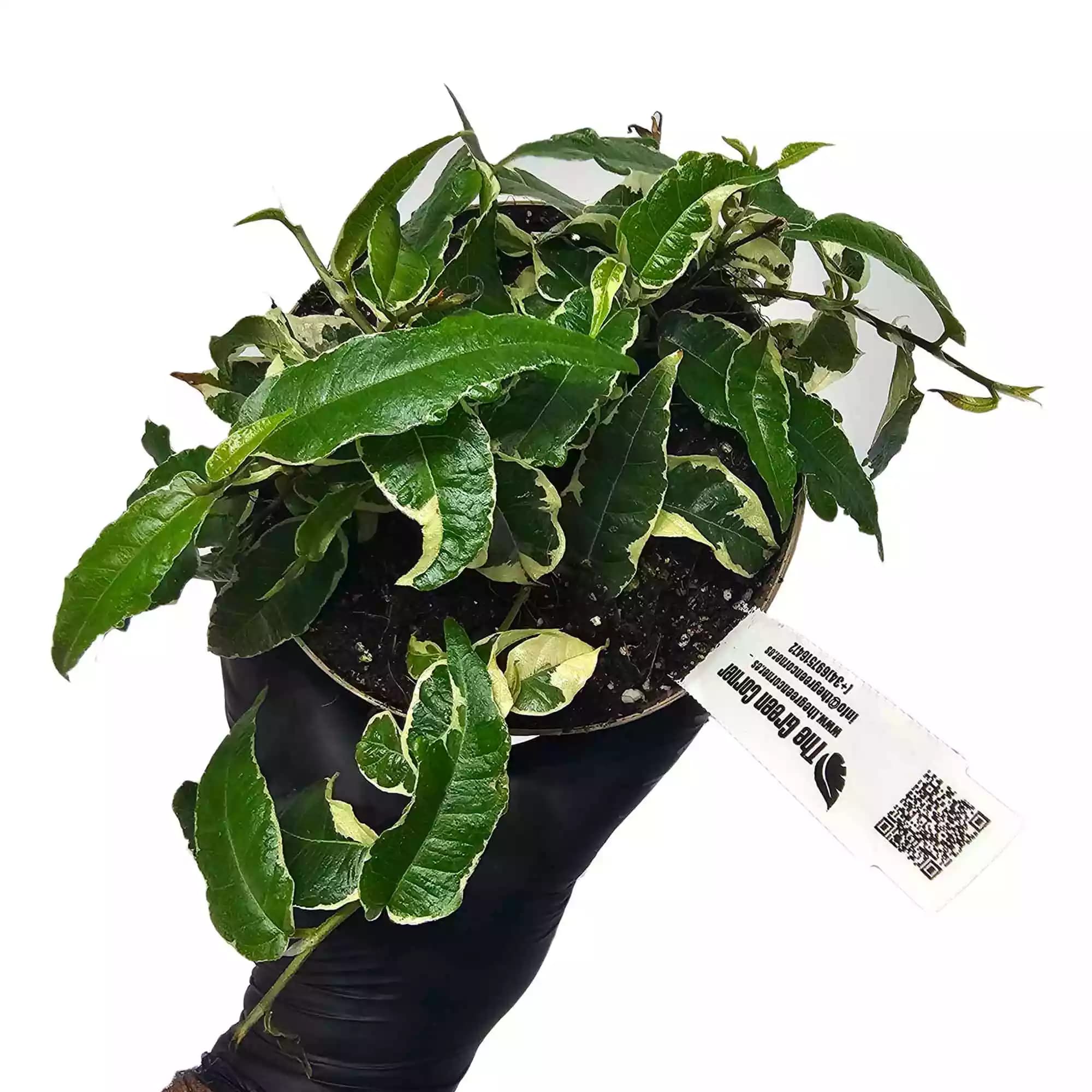 ficus-radicans-white