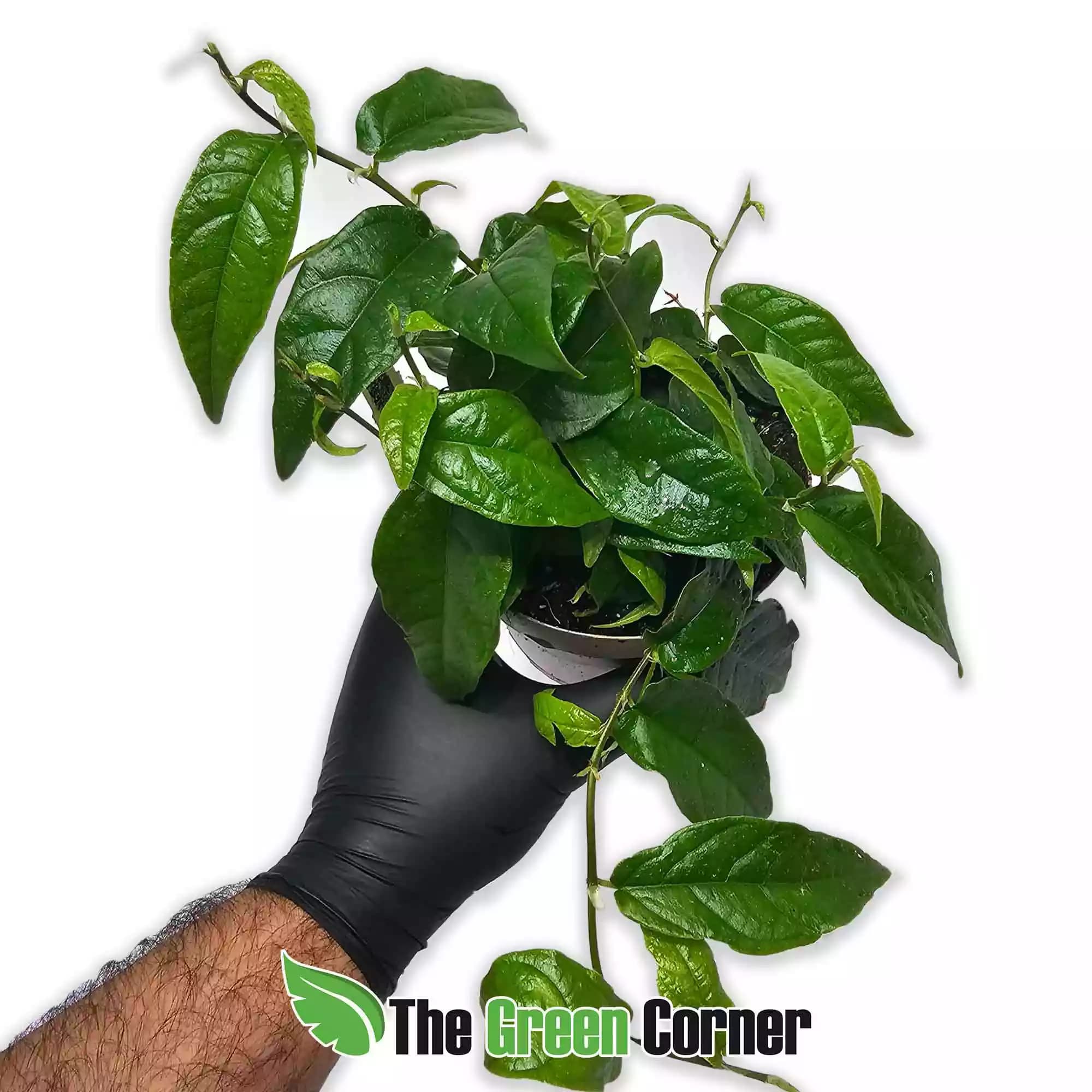 ficus-radincans