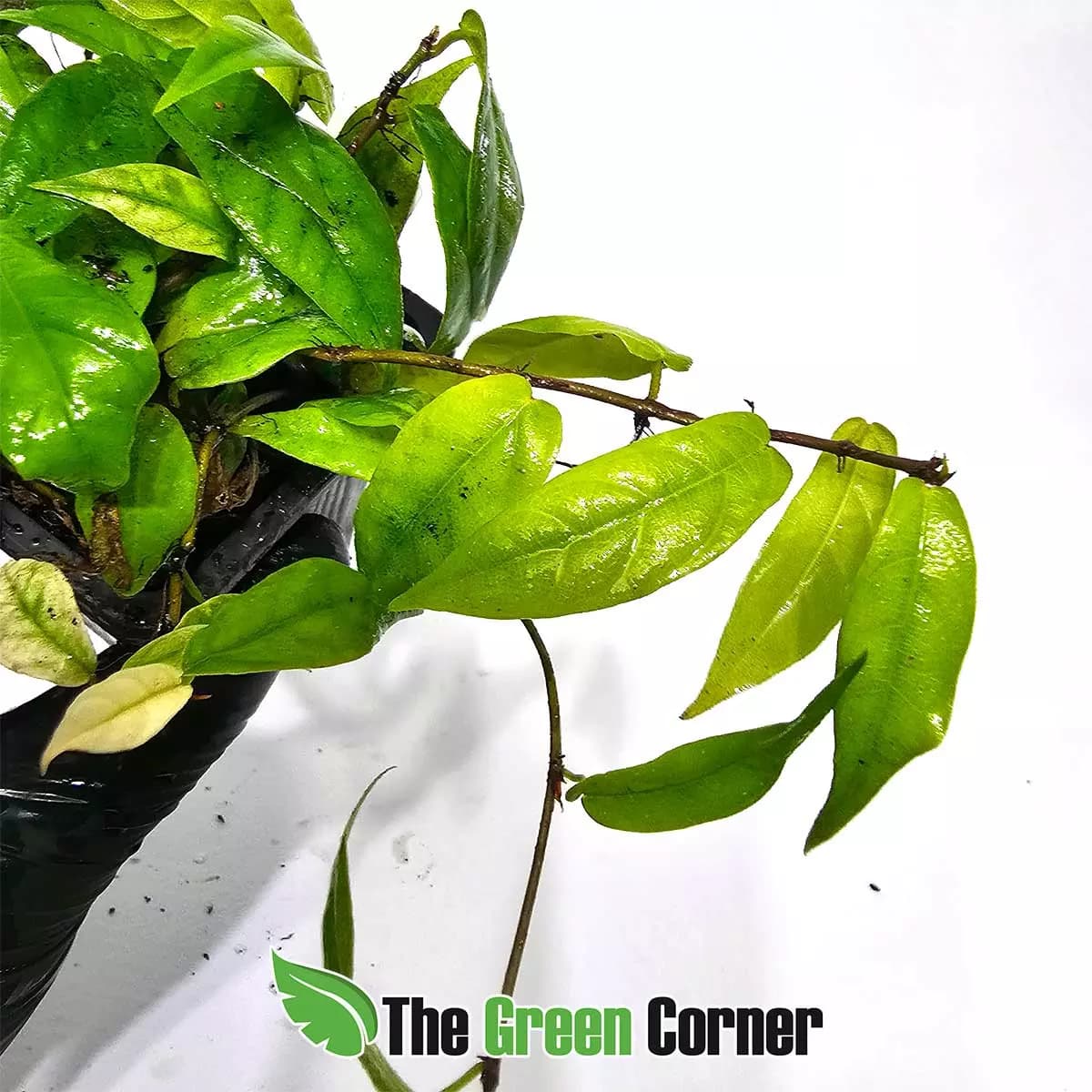 ficus-sagittata-detalle