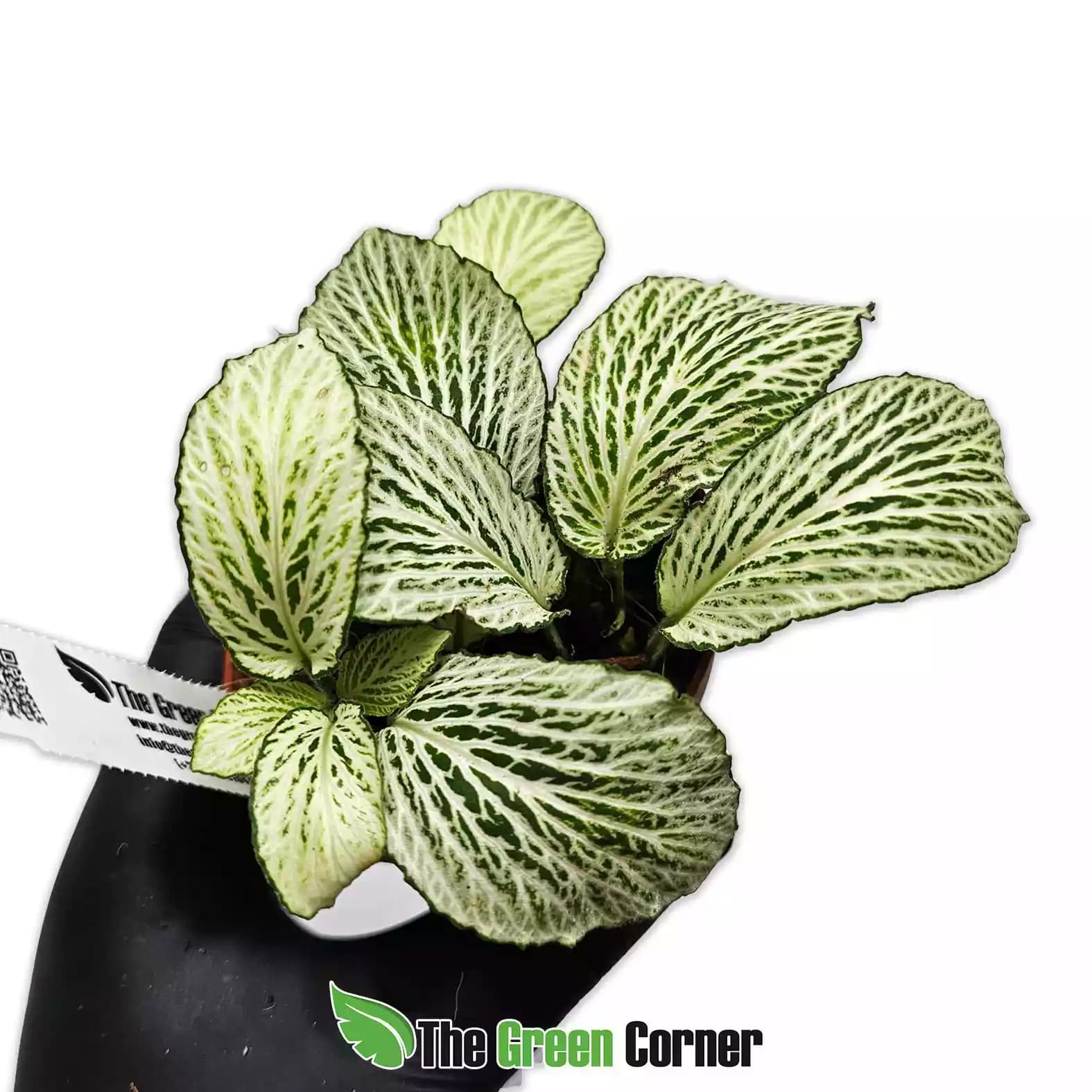 fittonia-full-white