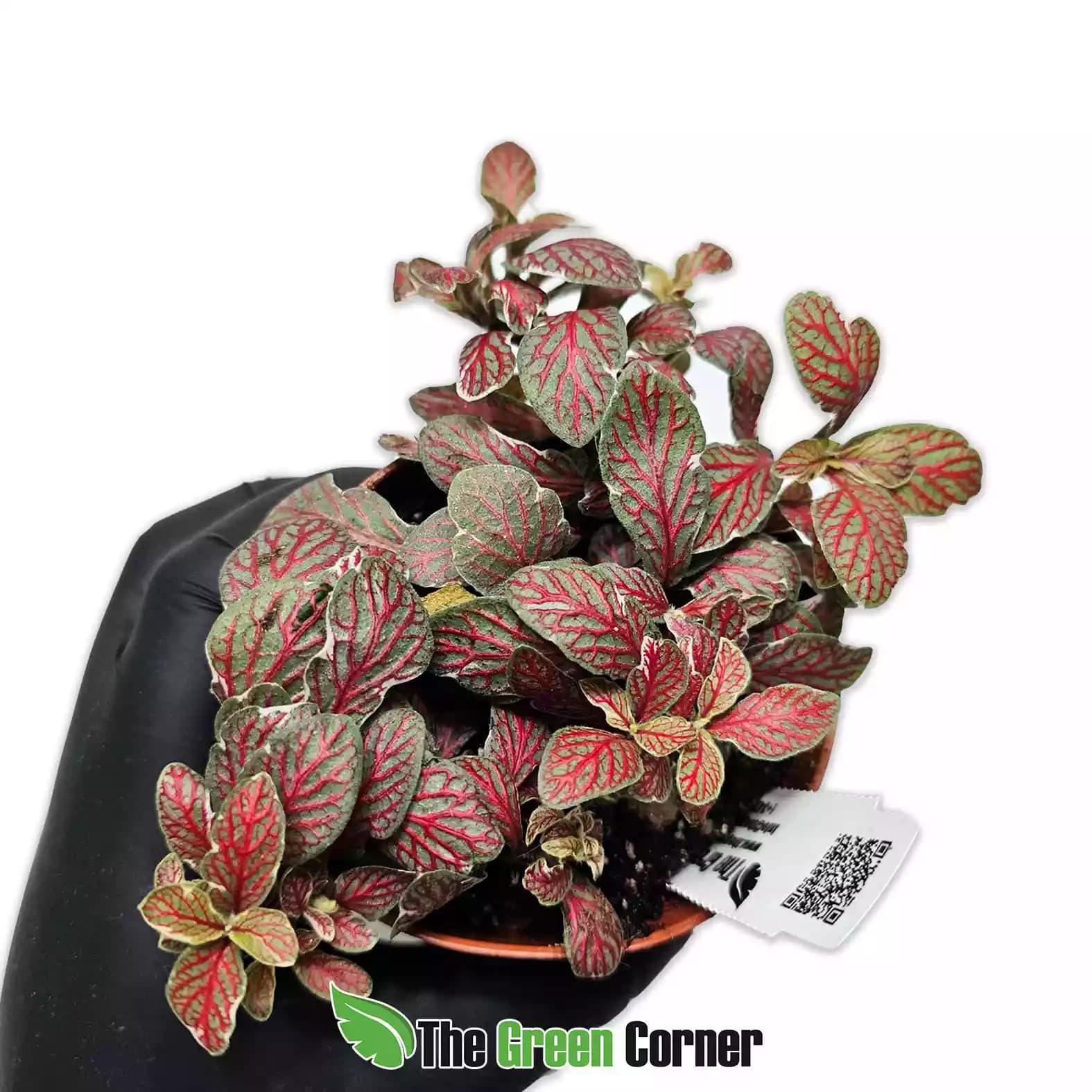 fittonia-gris-roja