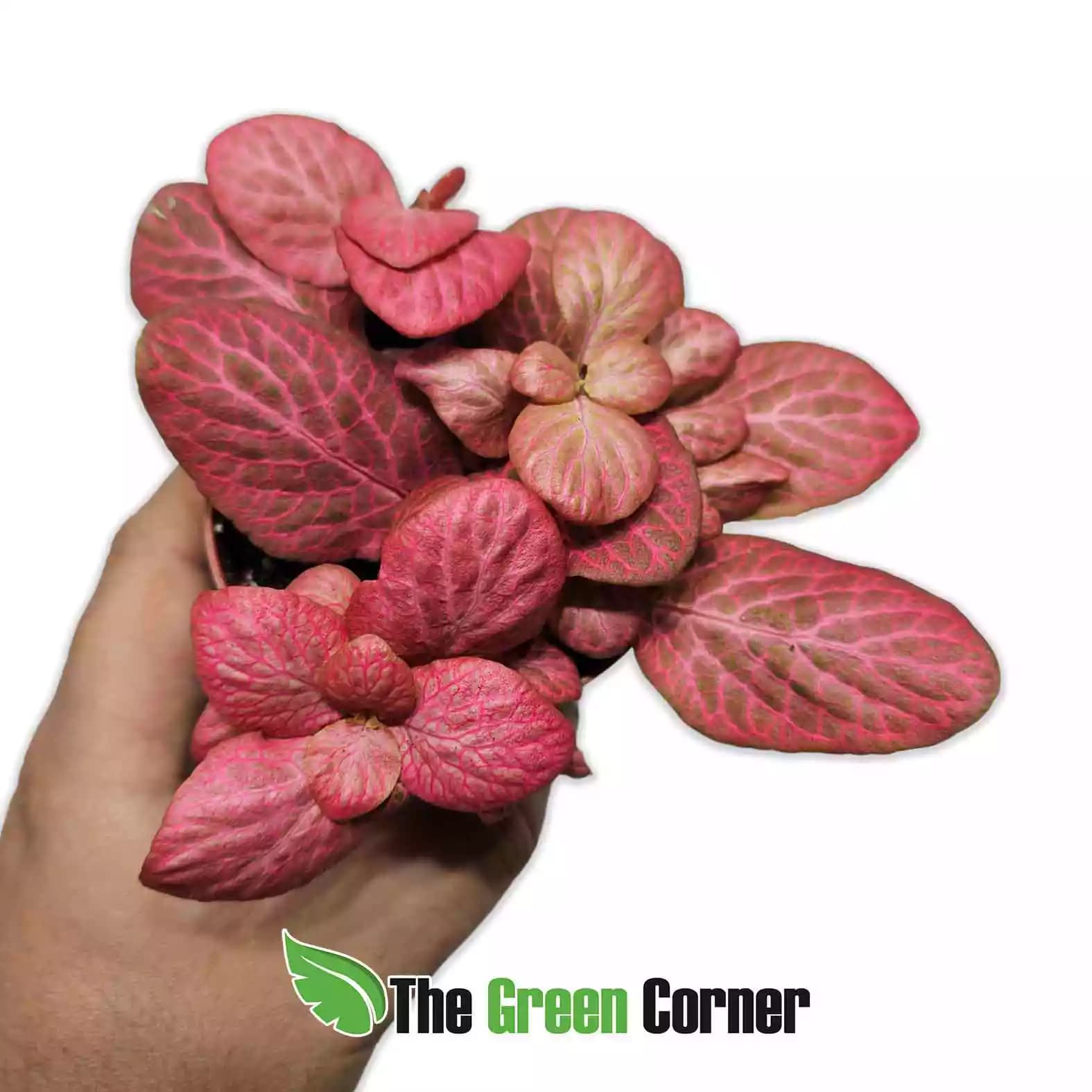 fittonia-pink-special