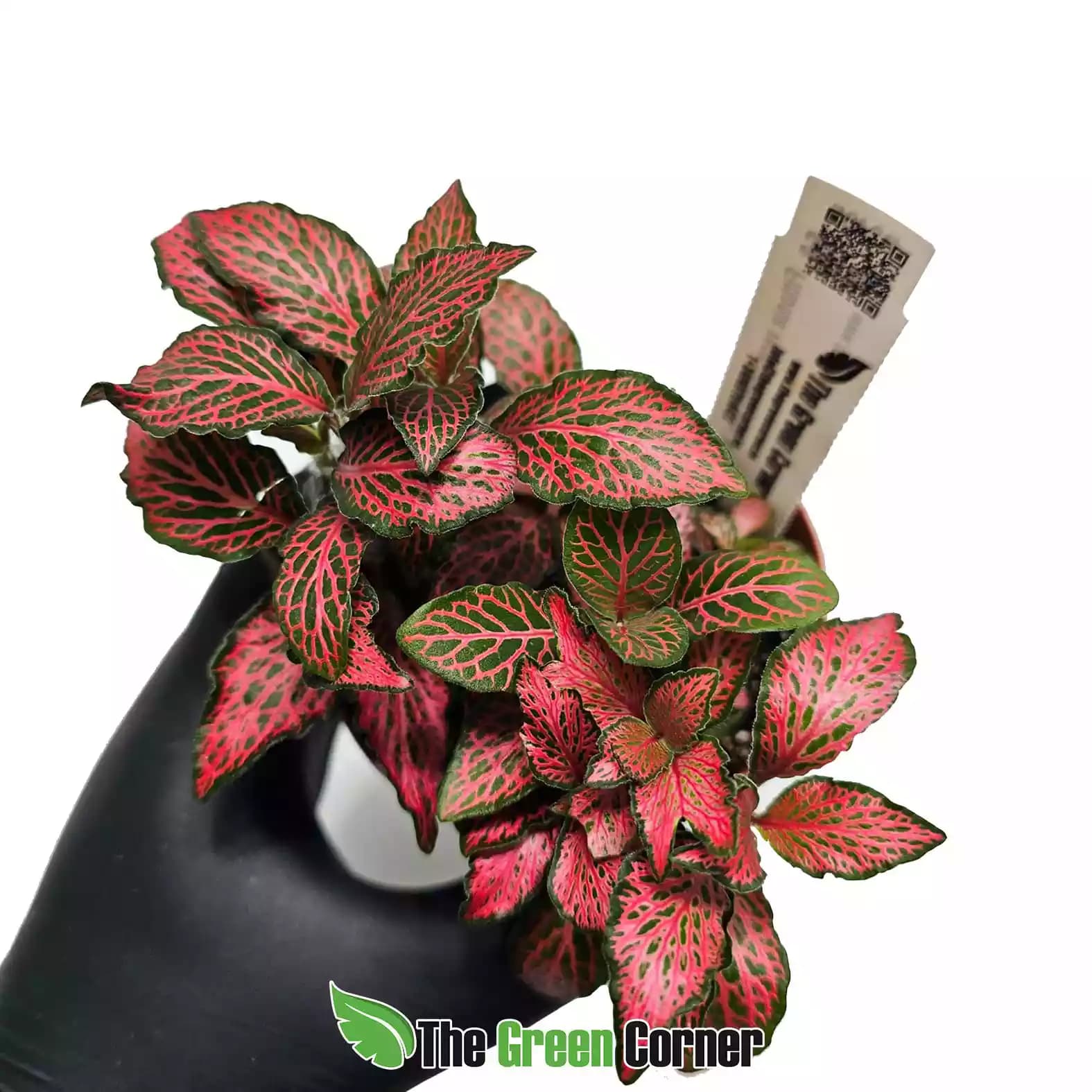 fittonia-red-special