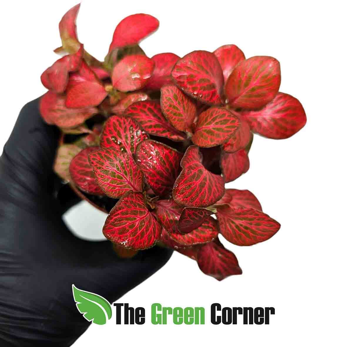 fittonia-roja
