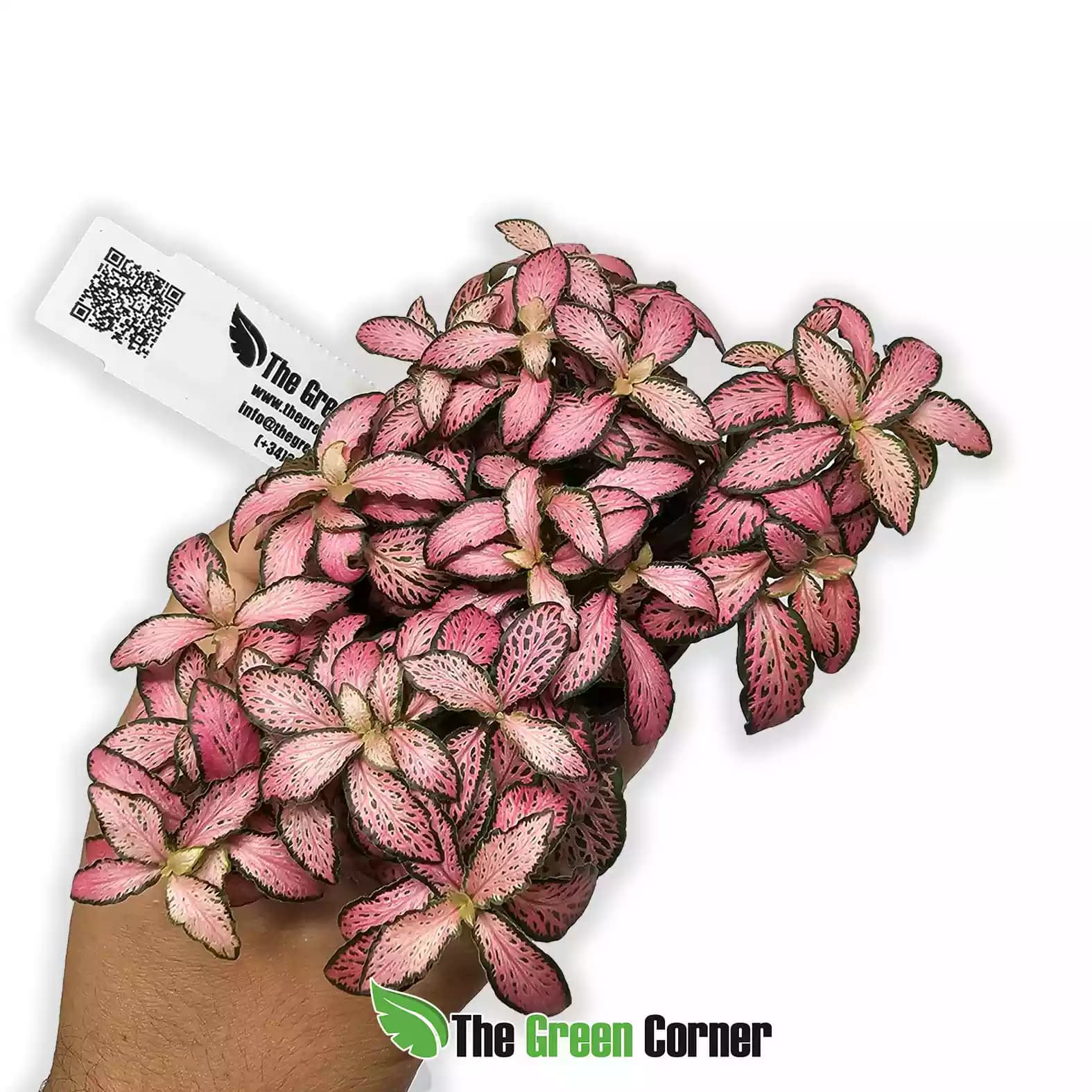 fittonia-small-leaf-pink-general