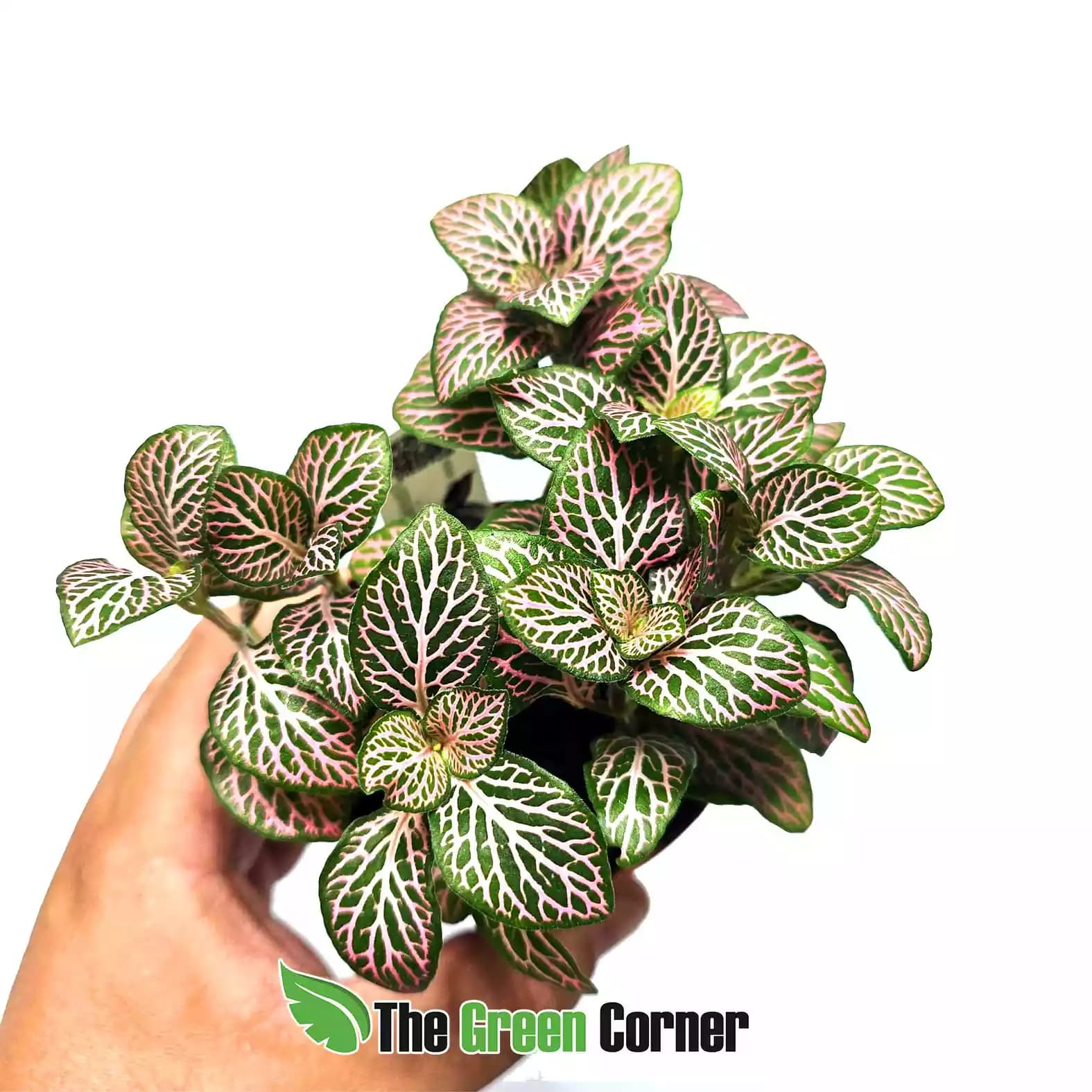 fittonia-verde-rosa