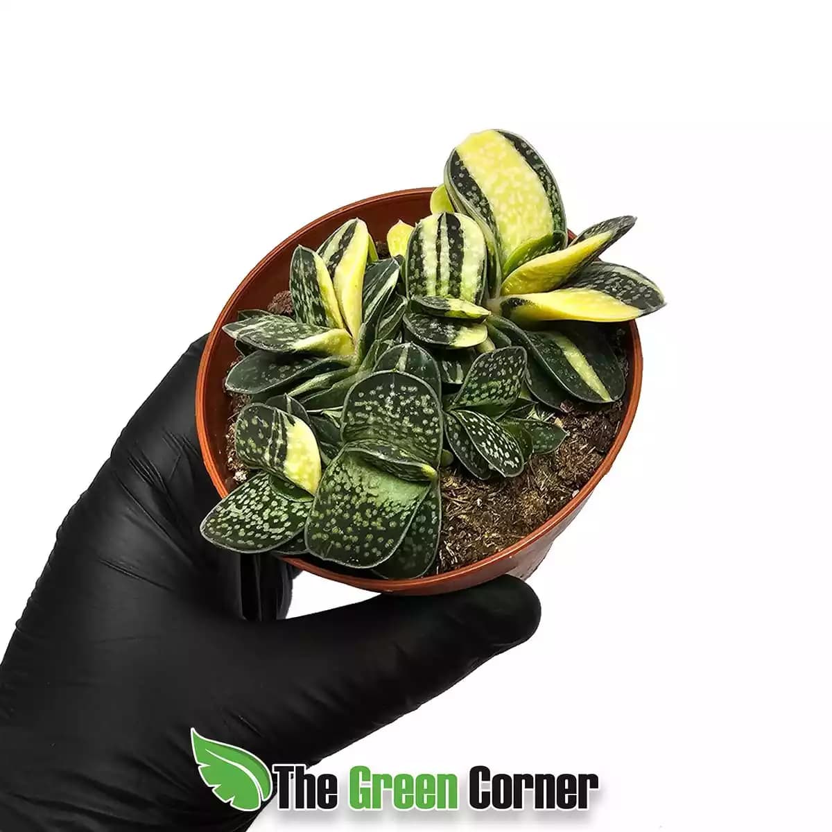 gasteria-pillansii-variegata