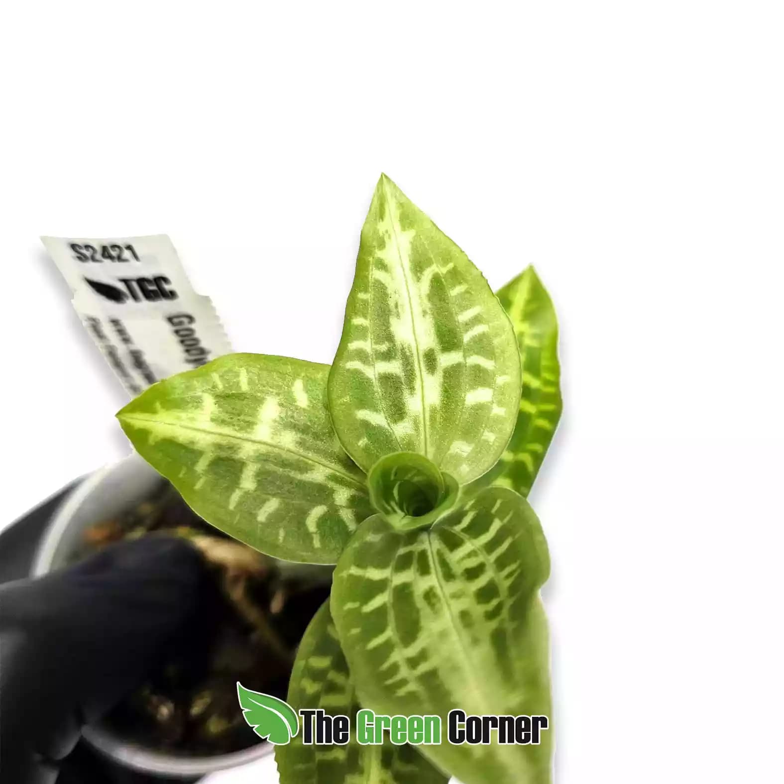 godyera-daibuzensis-detalle