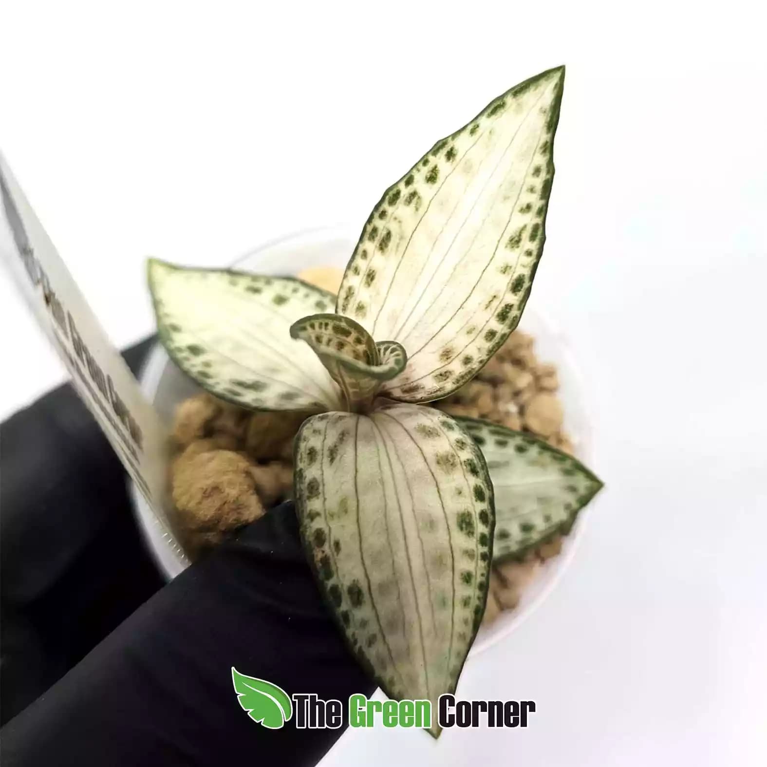 godyera-nishiki-japan-detalle