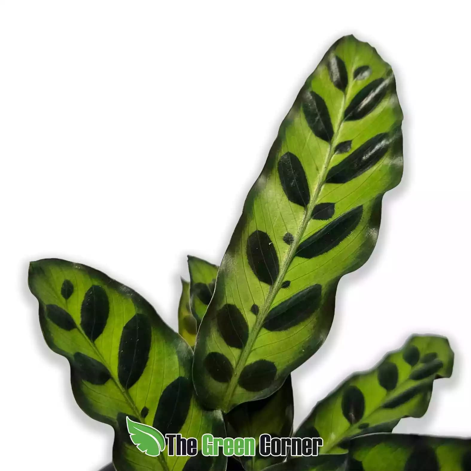 goeppertia-insignis-hoja