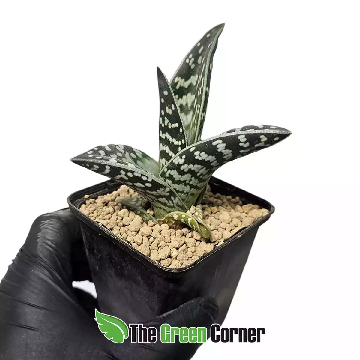 gonialoe-variegata