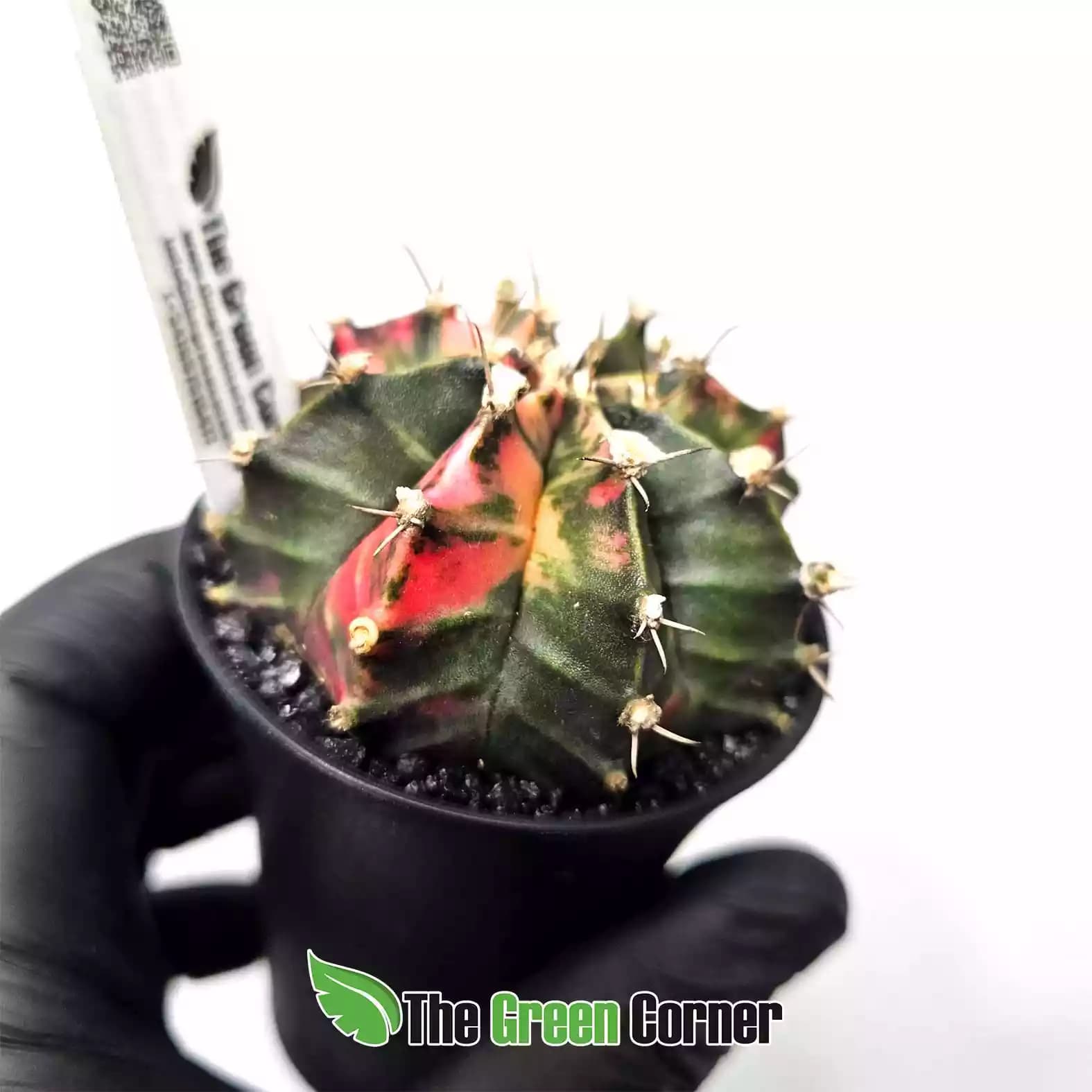 Gymnocalycium mihanovichii ‘Japan’
