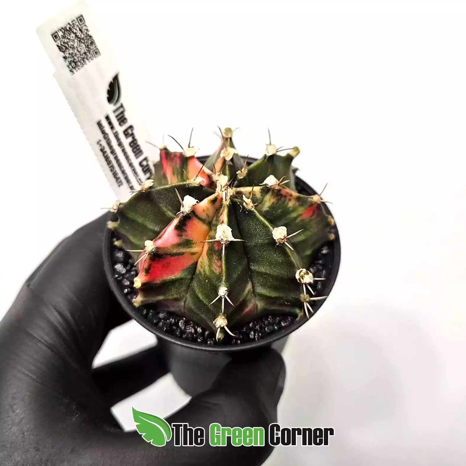 Gymnocalycium mihanovichii ‘Japan’