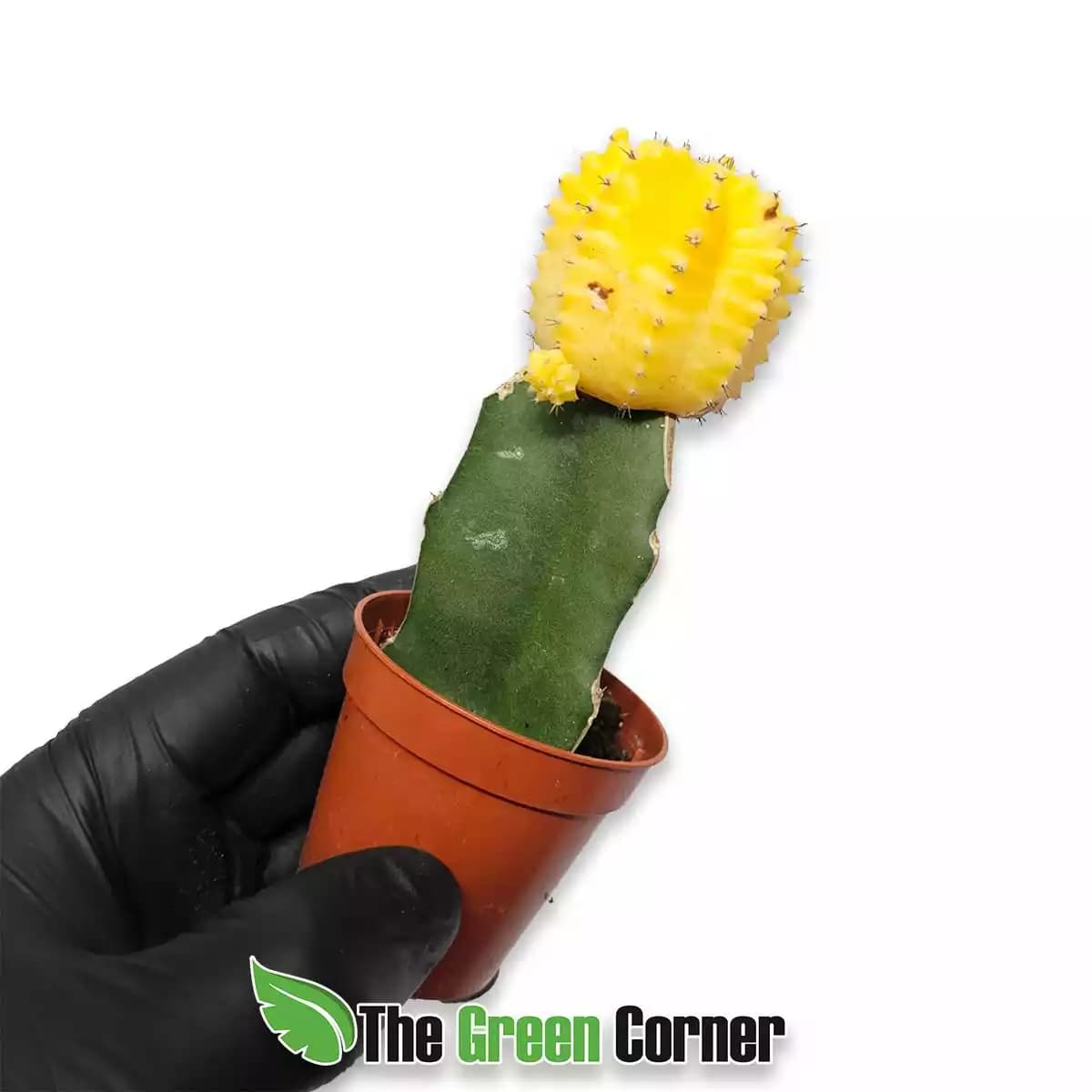 gymnocalycium-mihanocichii-amarillo