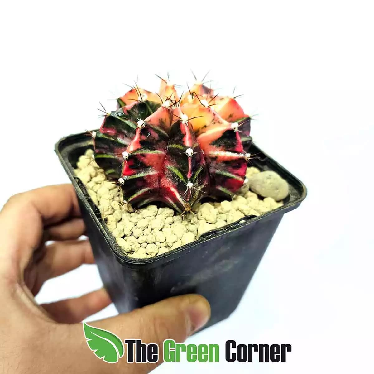 gymnocalycium-milianovichi-variegata-general