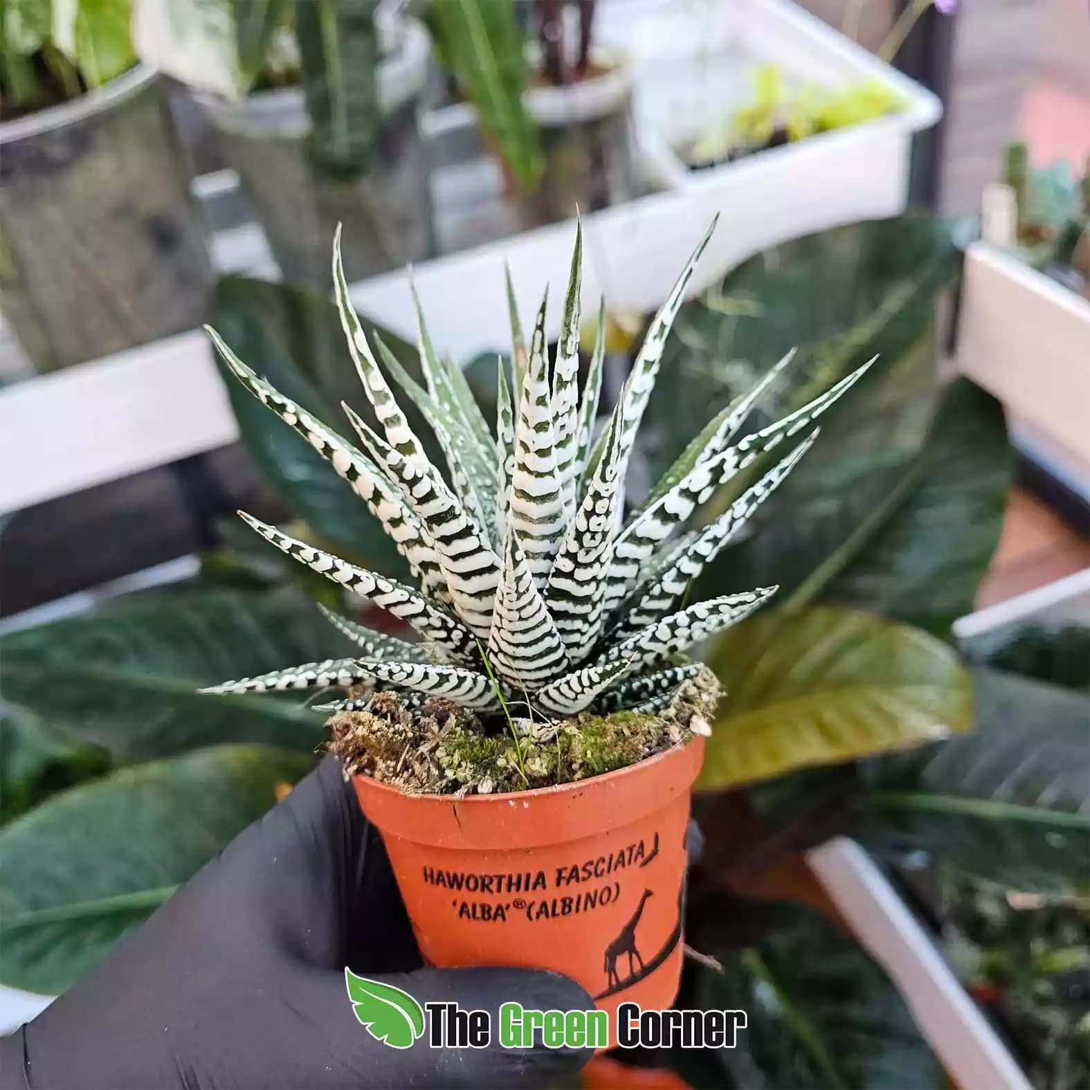 Haworthia fasciata ‘Alba’