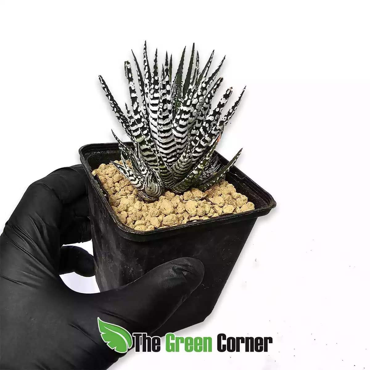 hawoerthopsis-fasciata-general