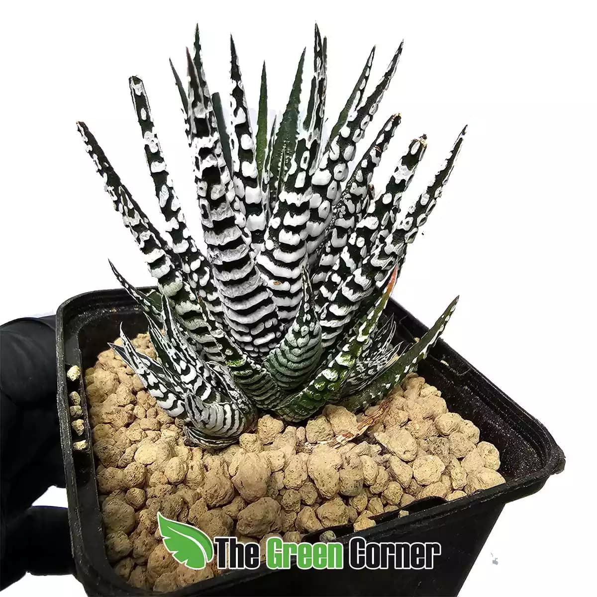 hawoerthopsis-fasciata