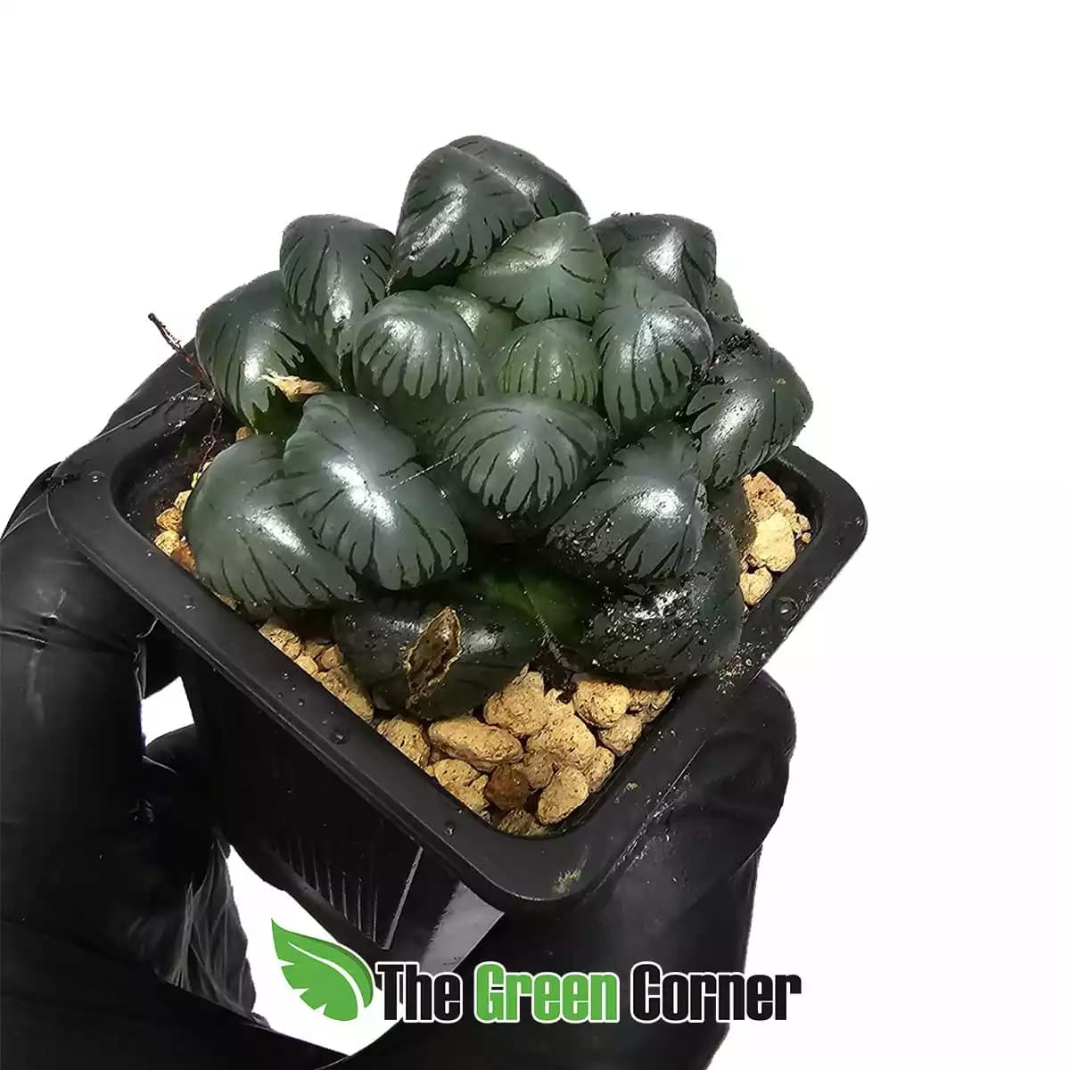 haworthia-cooperi