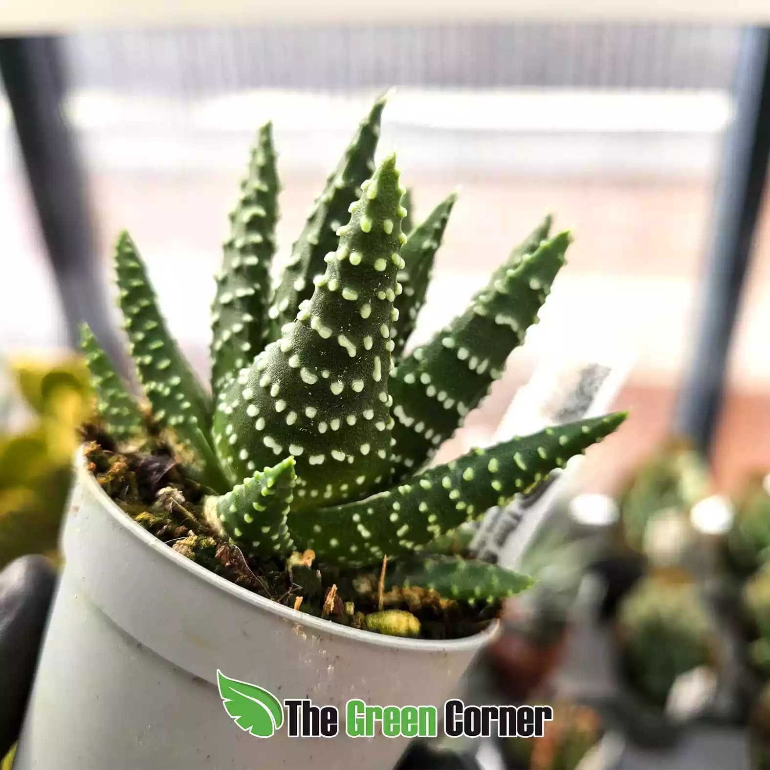 Haworthia papillosa