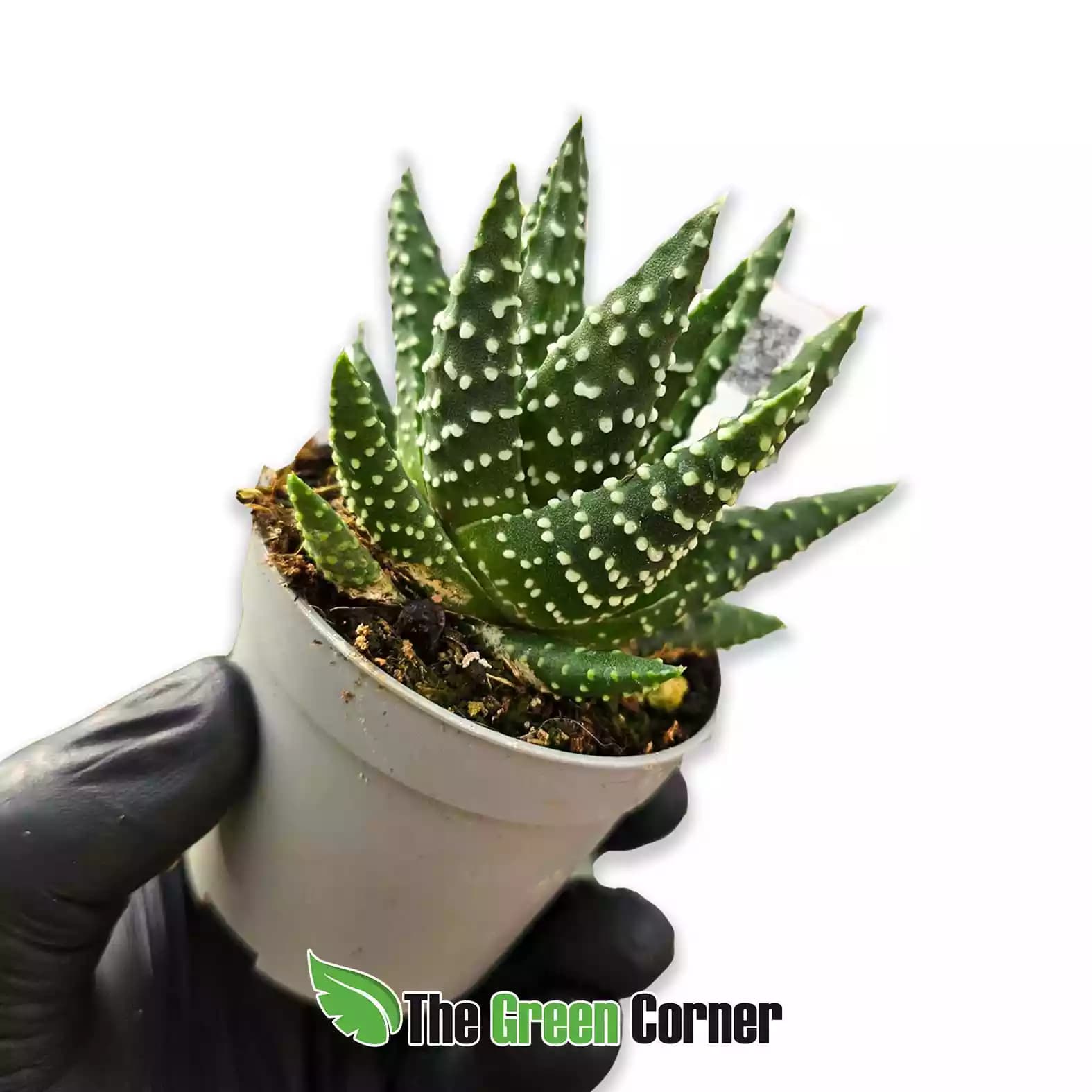 Haworthia papillosa