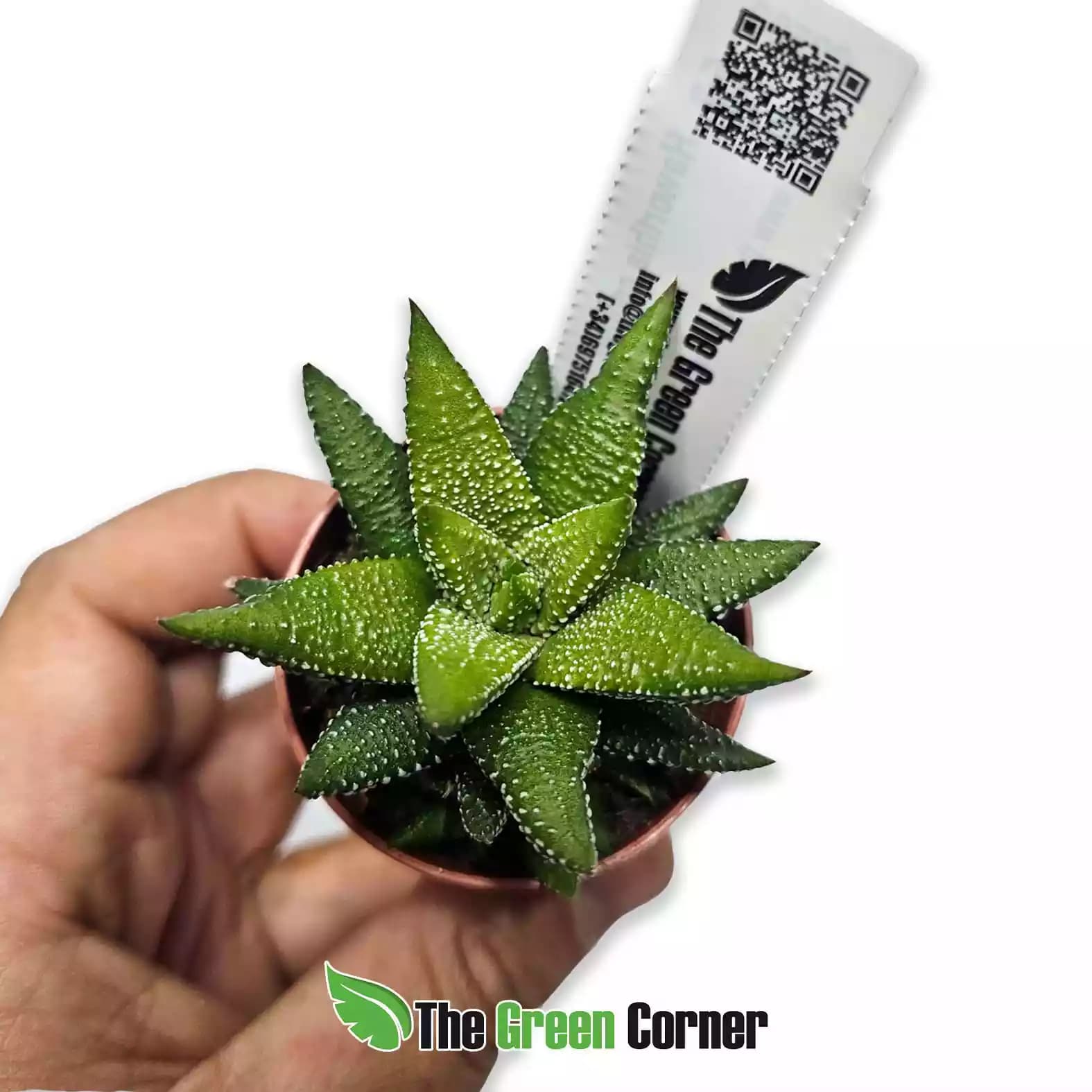 haworthiopsis-attenuata