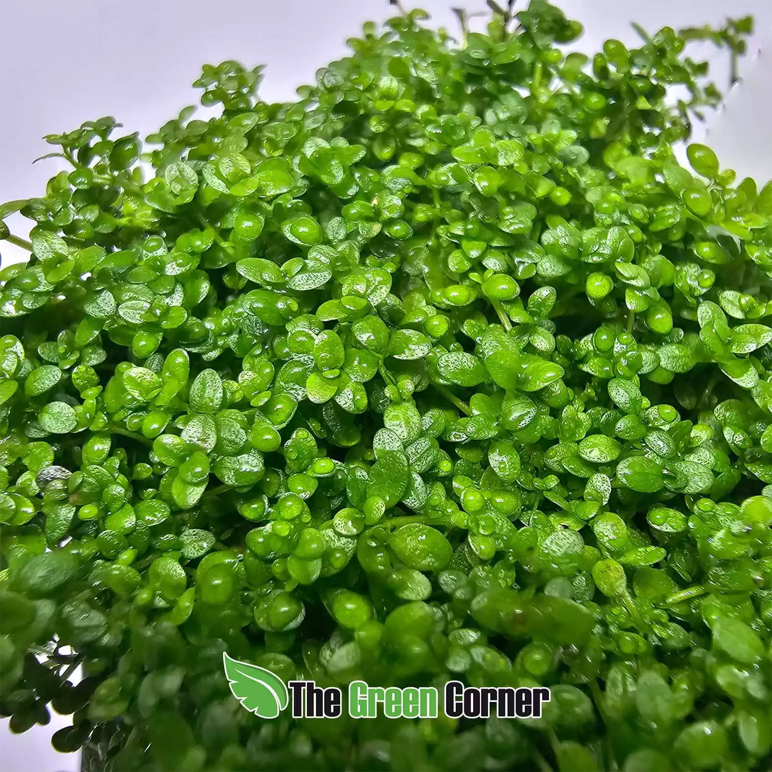 hemianthus-callitrichoides-cuba-detalle