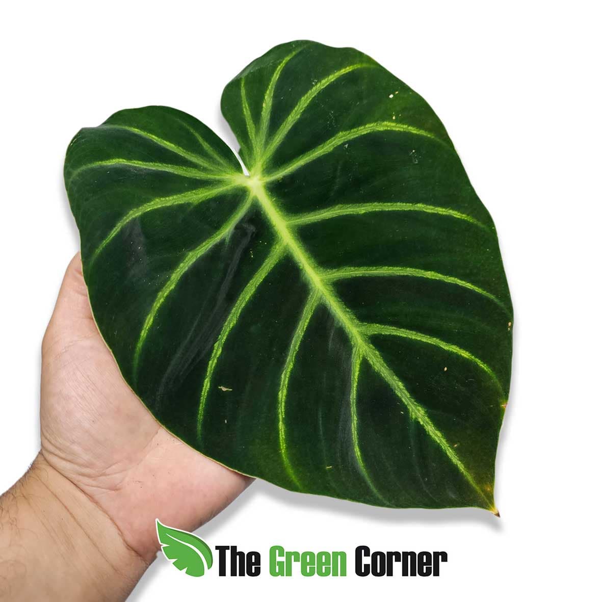 Philodendron luxurians 2