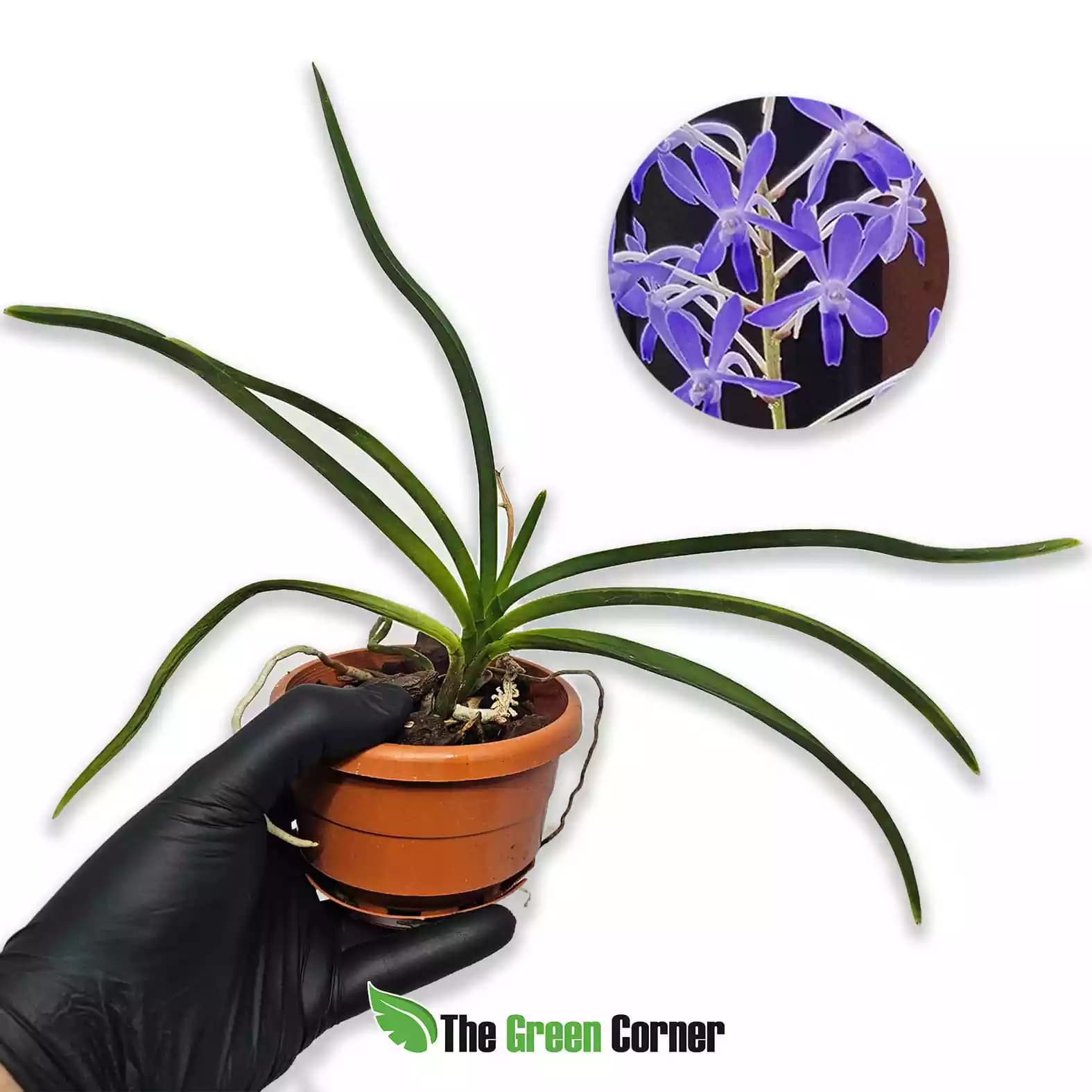 Holcofinetia Doctor Judy × Darwinara Charm