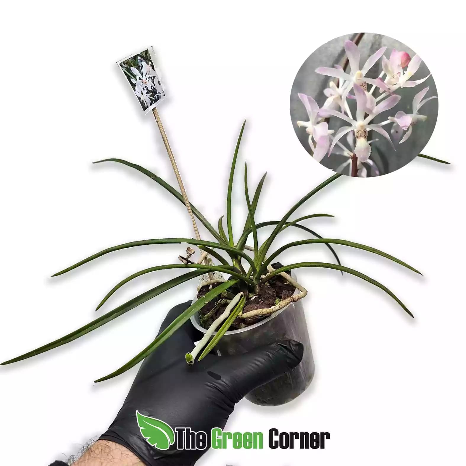 Holcoglossum subulifolium × Vanda christensoniana