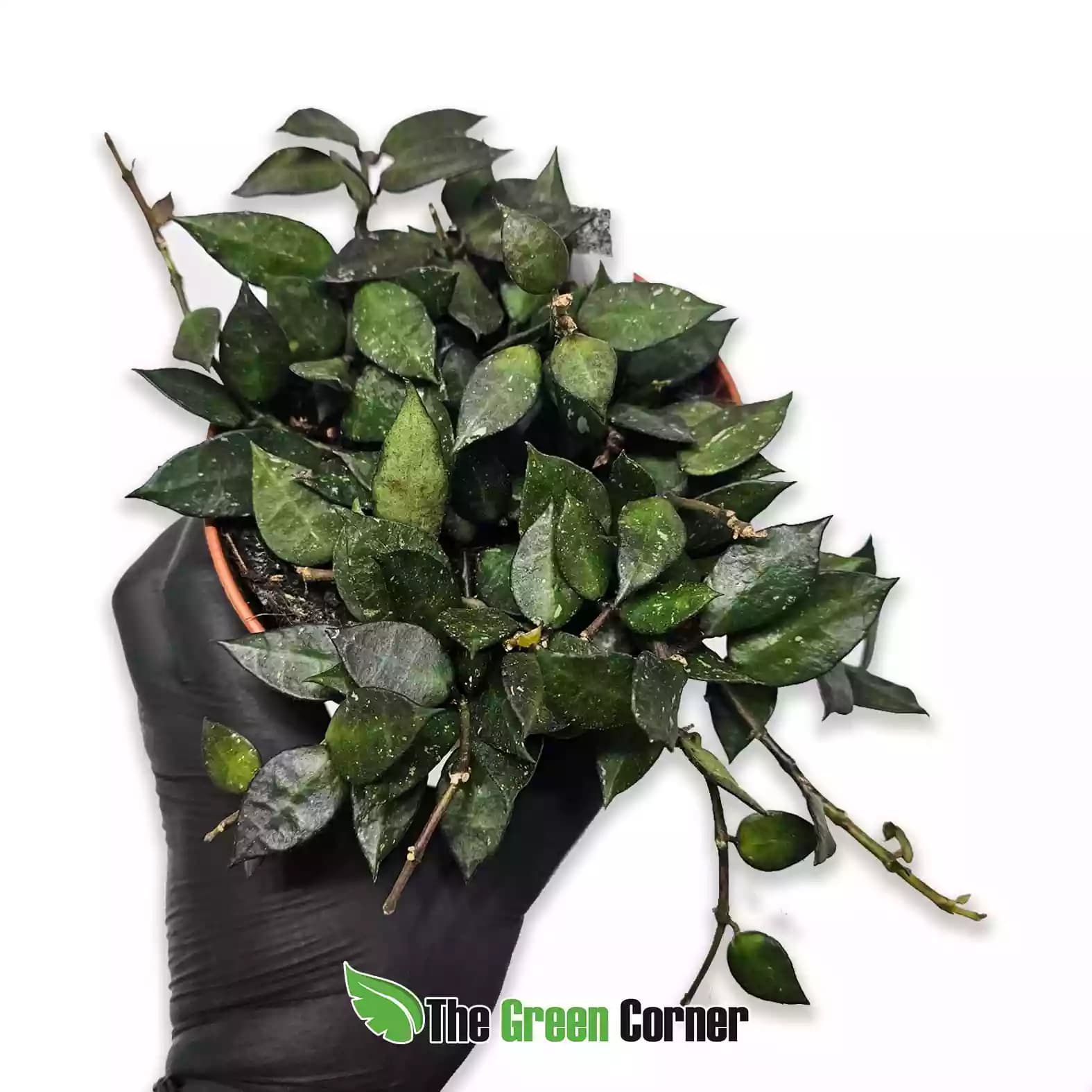 Hoya krohniana “Black Leaves”
