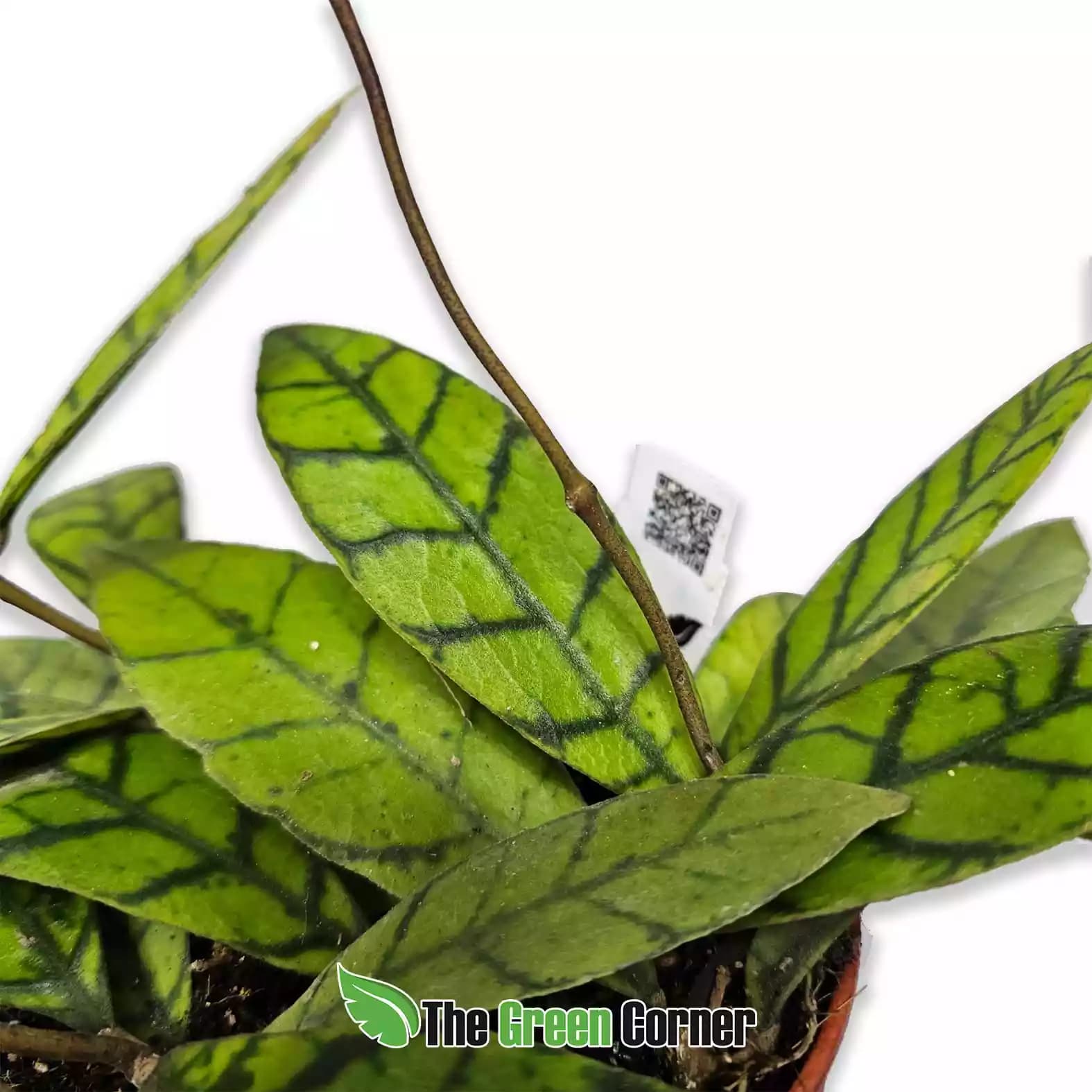 Hoya callistophylla