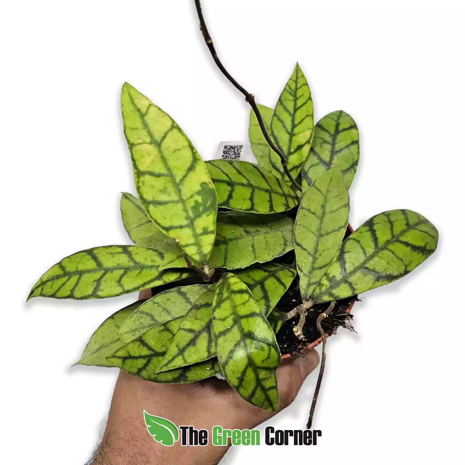 Hoya callistophylla