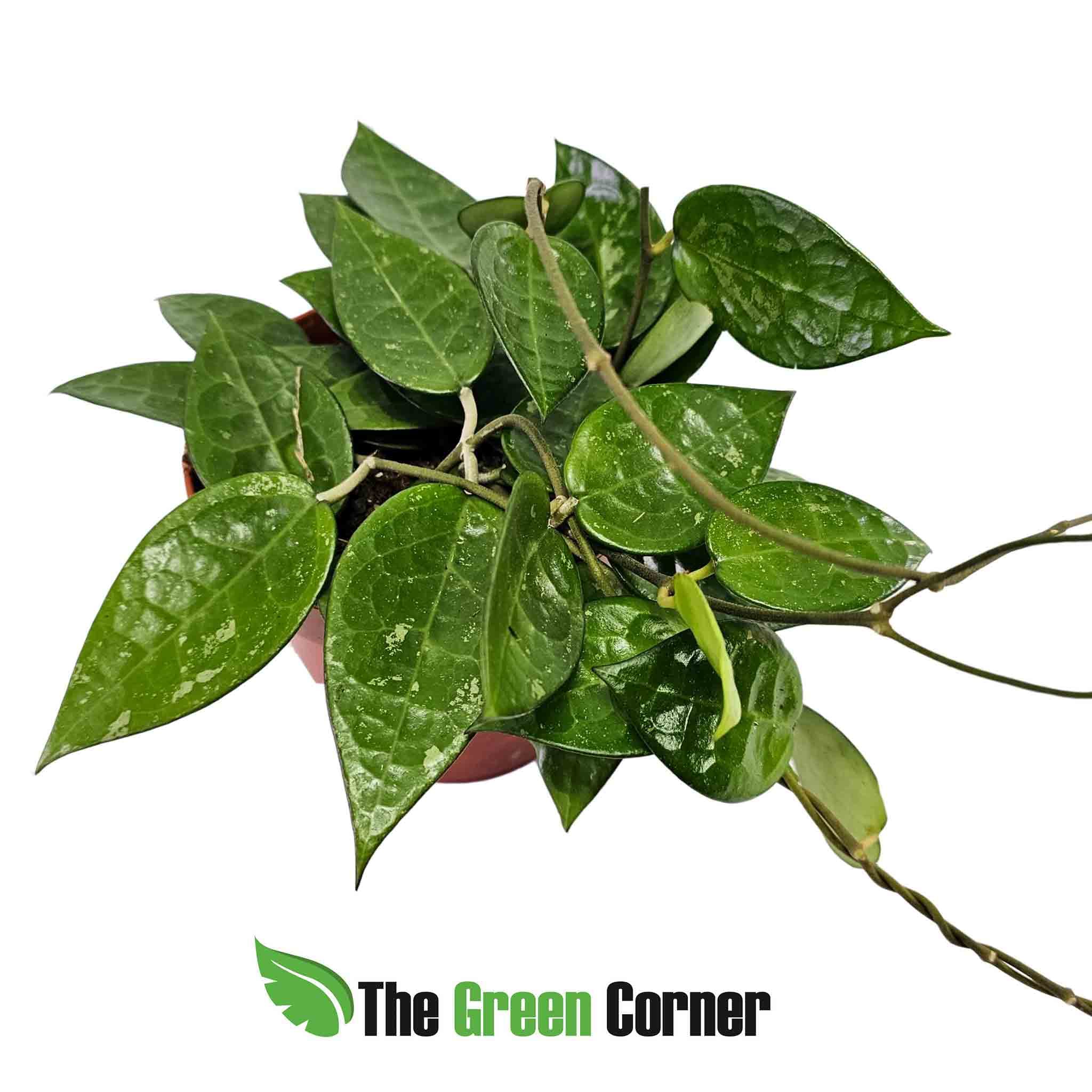 Hoya carnosa
