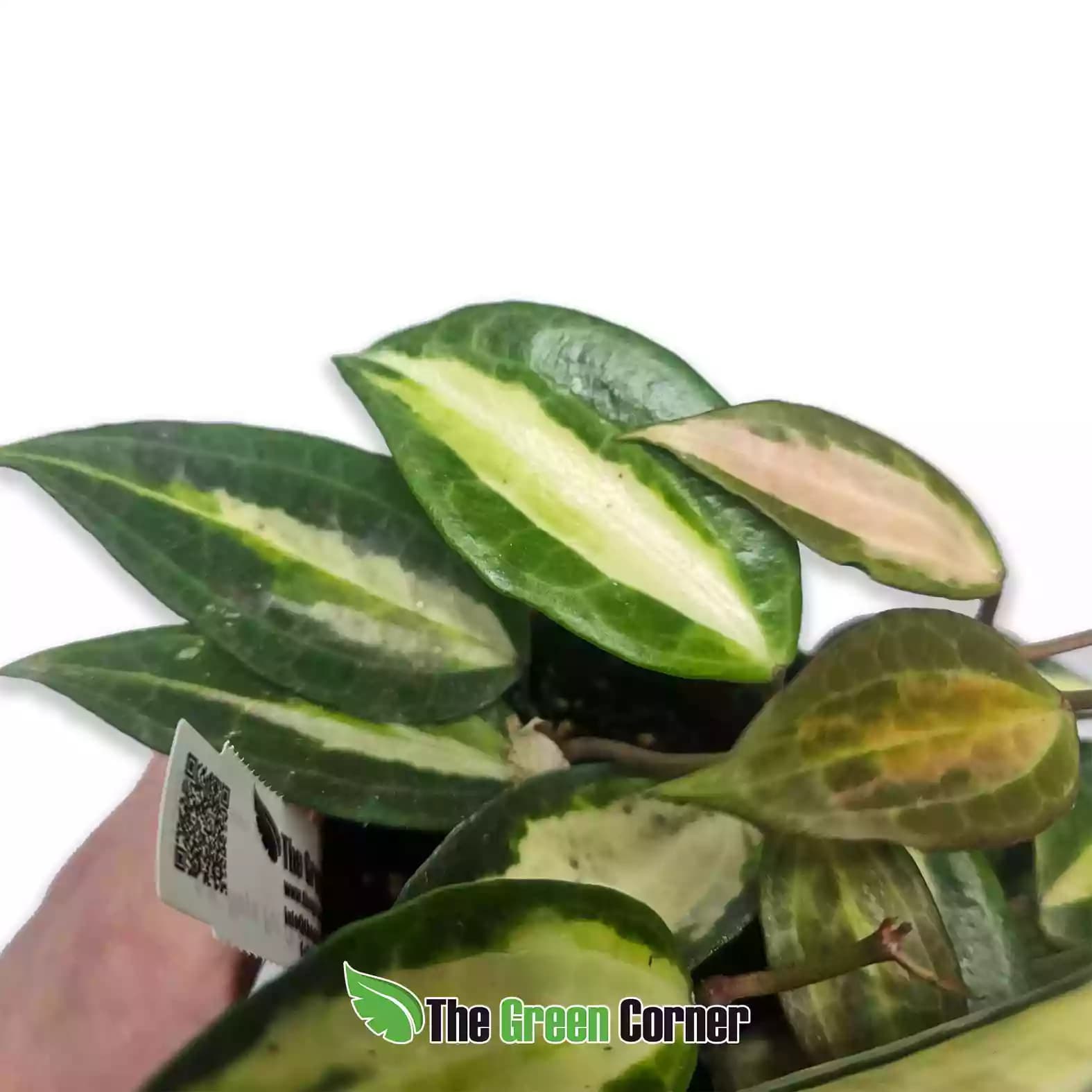 Hoya ‘Pot of Gold’