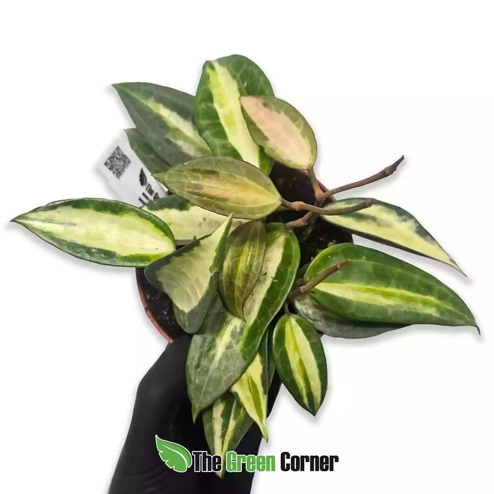 Hoya ‘Pot of Gold’