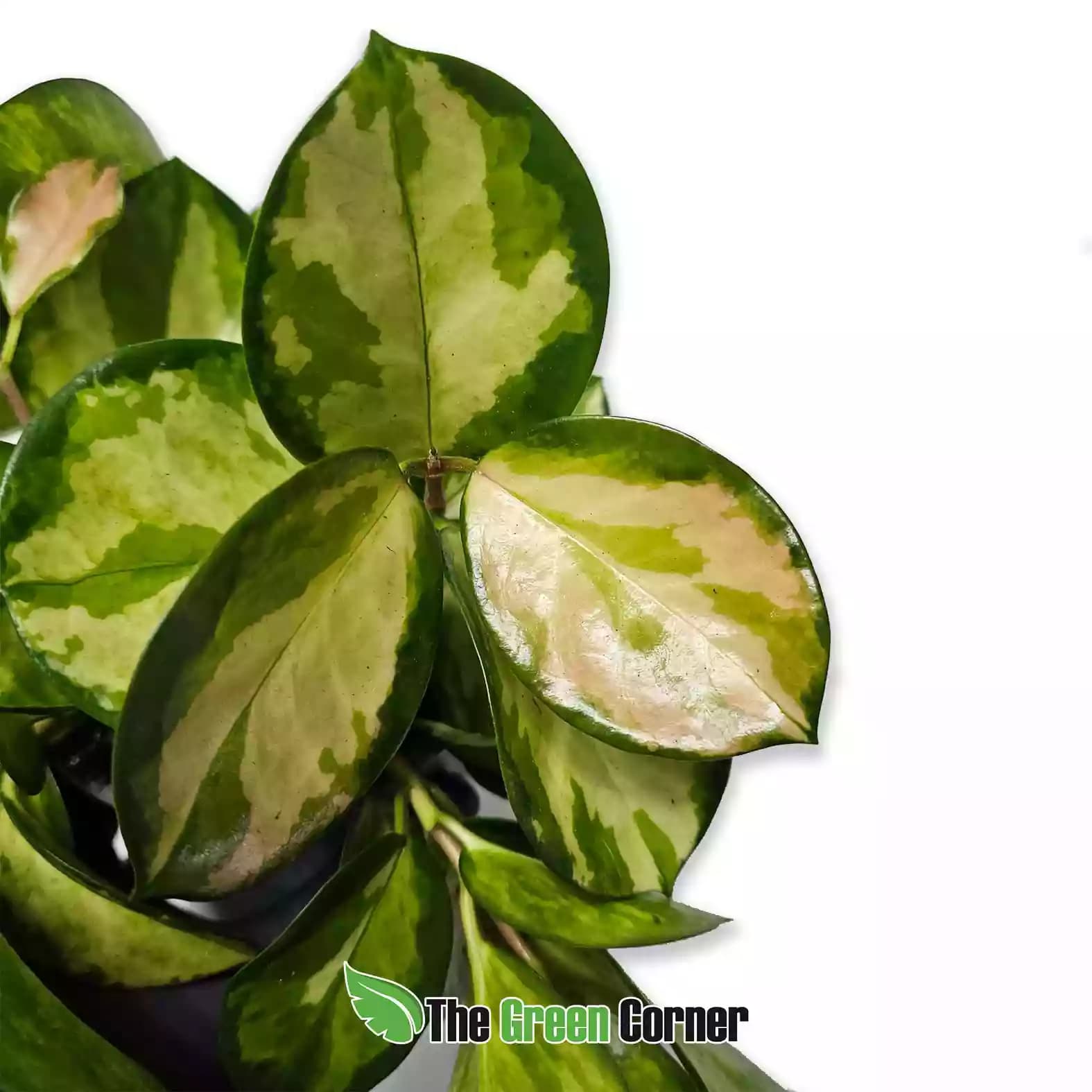 hoya-tricolor-general