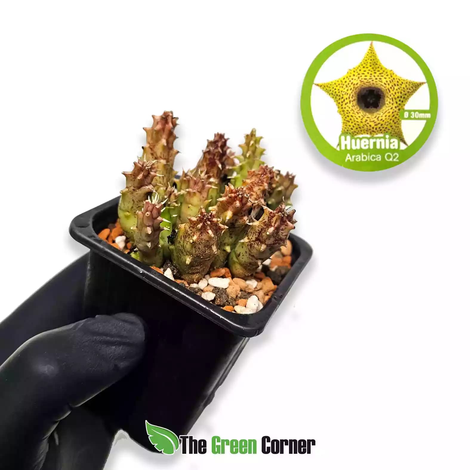 Huernia arabica